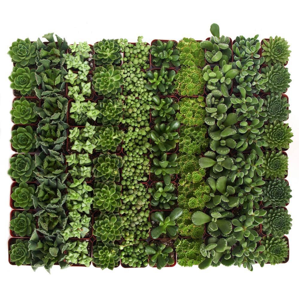 2 in. Green Succulent (Collection of 100)