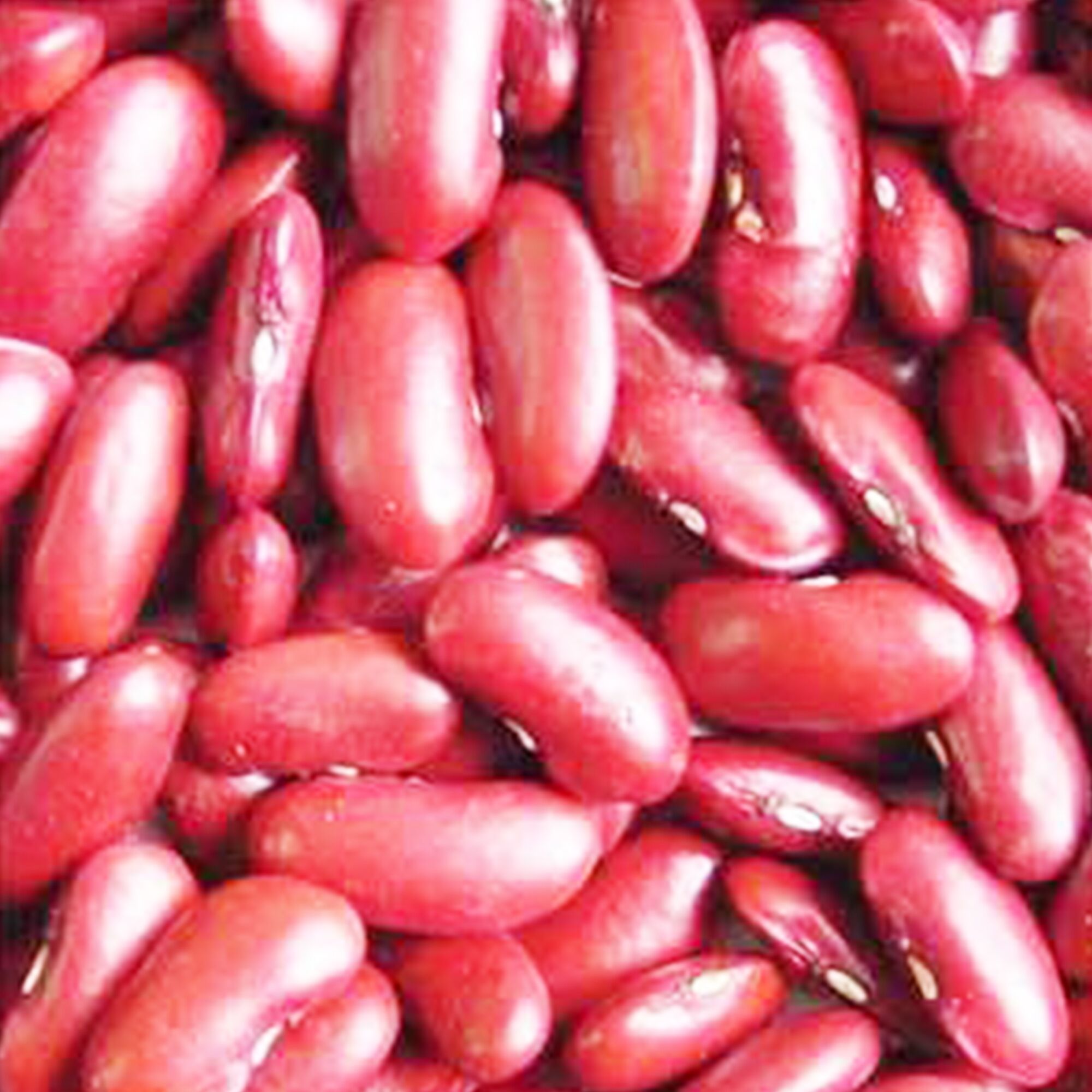 Bean Seeds - Dark Red Kidney - 1 lb - Bush - Phaseolus vulgaris - Non-GMO - Open-Pollinated - Heirloom - Shelling - Farm & Garde