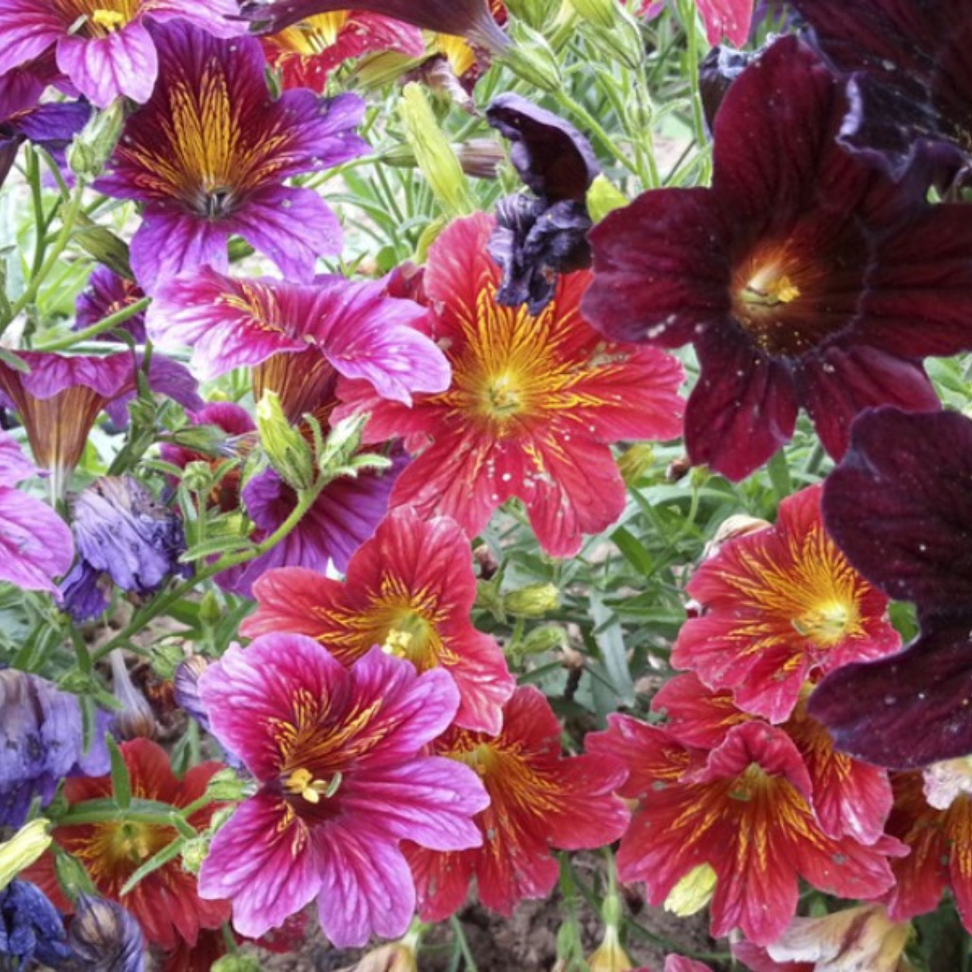 Salpiglossis - Royale Series - Mix - 10 Seeds - Non-GMO - annual - Farm & Gardening Seeds Online - Bulk Available - High Germina