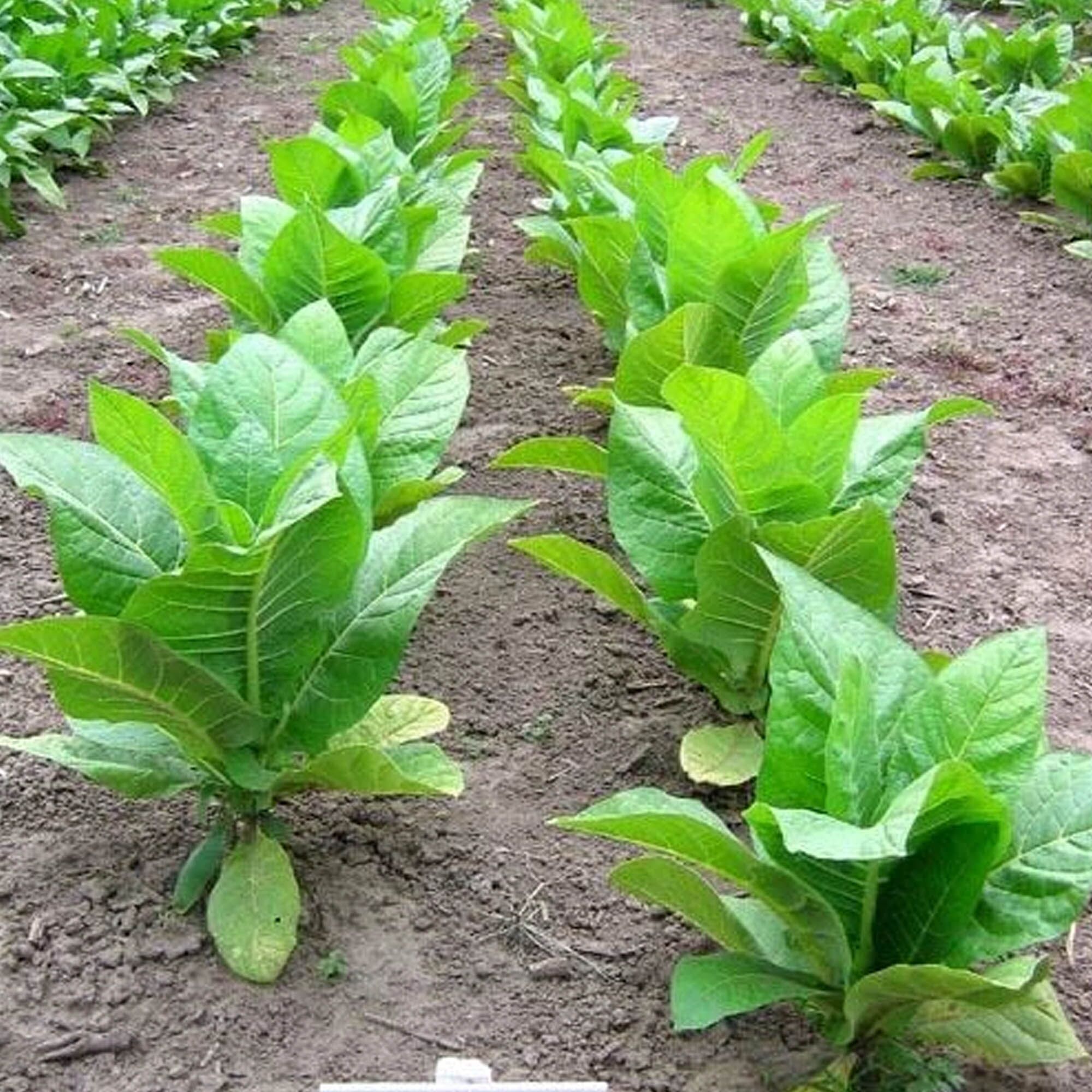 Tobacco Seeds - TN 90 LC - Packet of 100 Seeds - Nicotiana tabacum - Non-GMO, Open Pollinated Heirloom - Tobacco Garden Seeds -