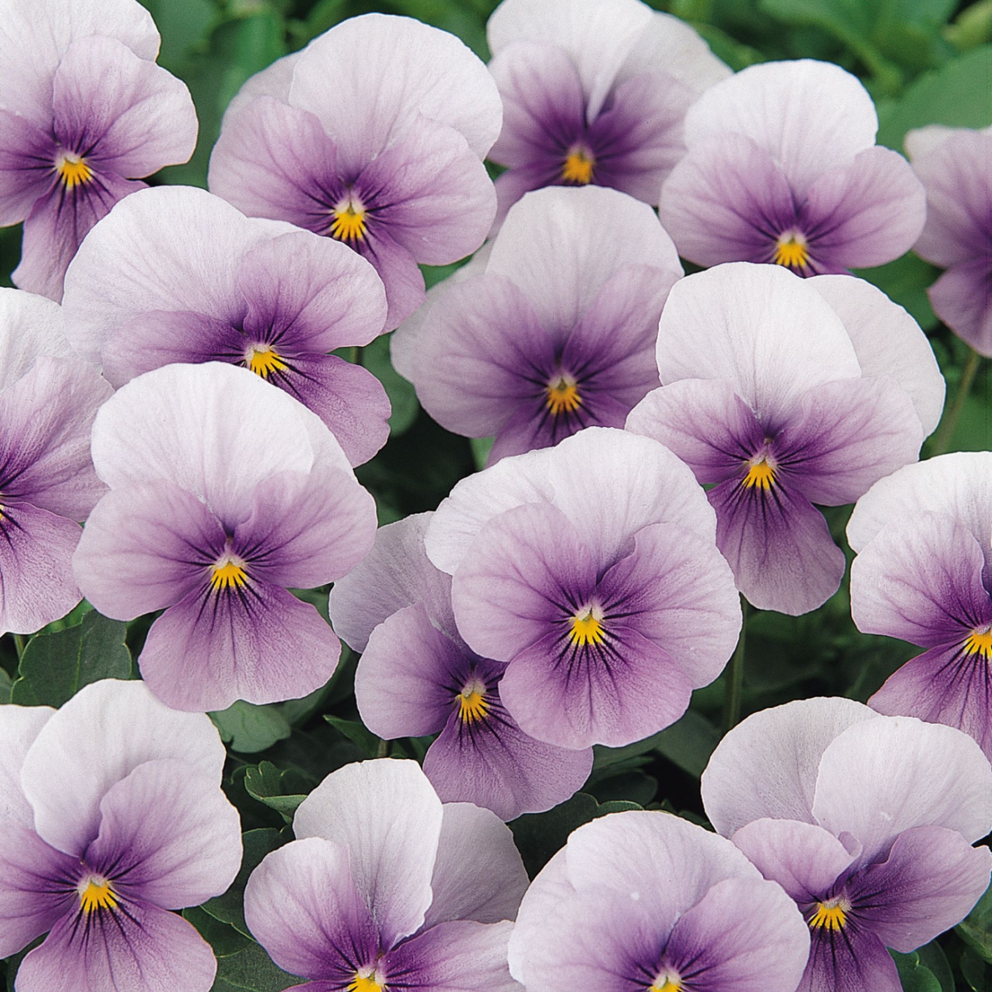 Viola - Sorbet Series - Icy Blue - 500 Seeds - Non-GMO - open-pollinated - perennial - Farm & Gardening Seeds Online - Bulk Avai