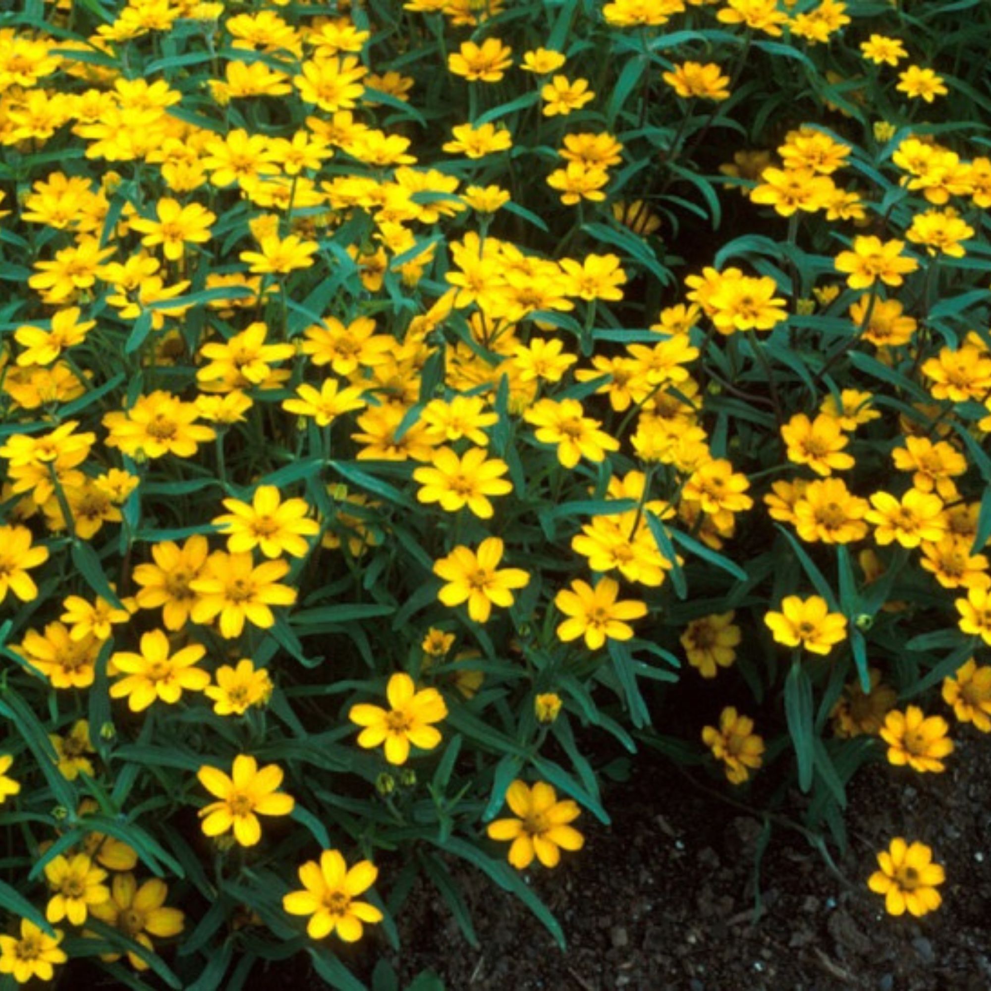 Zinnia - Star Series - Yellow - 500 Seeds - Non-GMO - Annual - Ornamental - Heirloom - Farm & Gardening Seeds Online - Bulk Avai