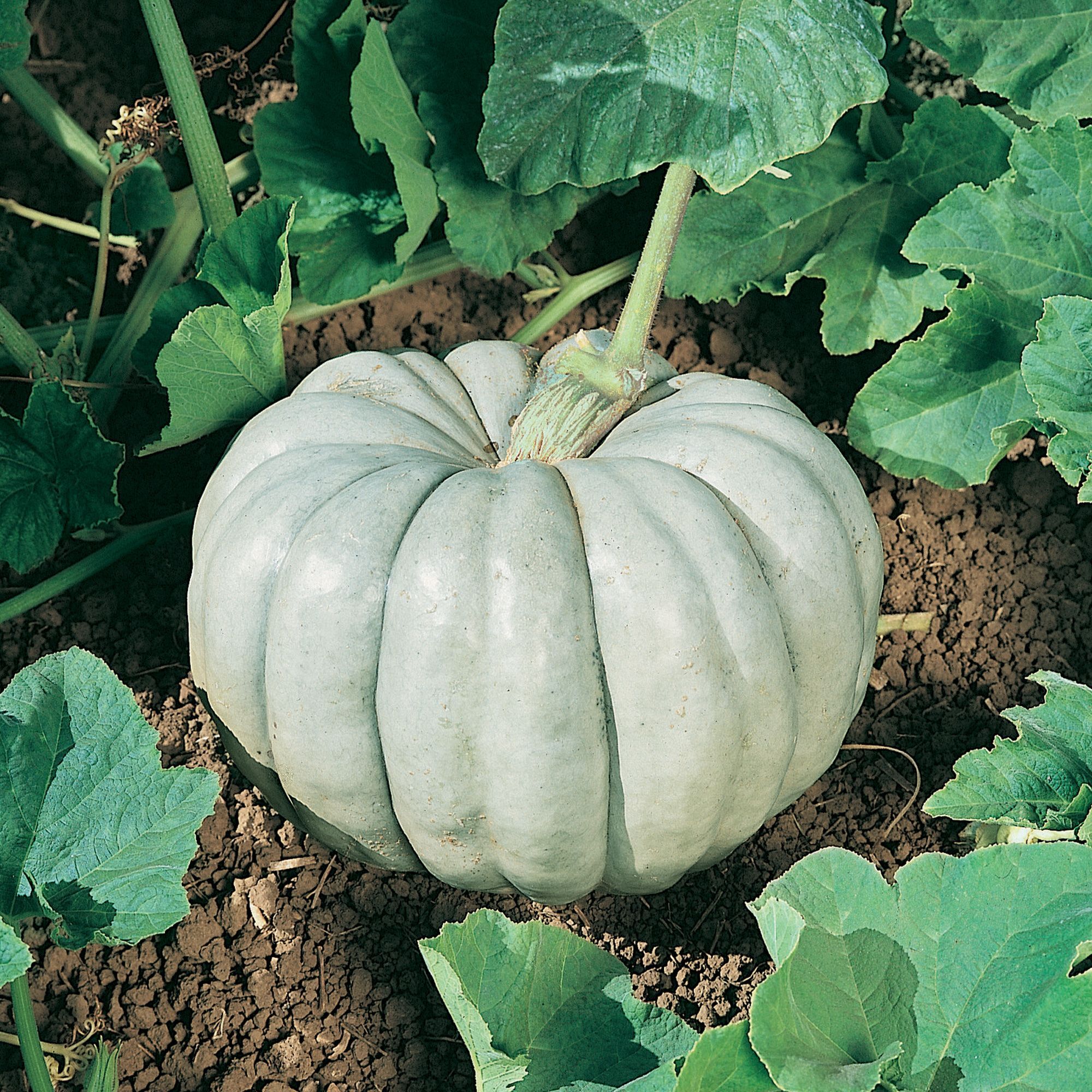 Blue Harvest F1 Hybrid Pumpkin Seeds - 4 Oz - Vegetable Gardening