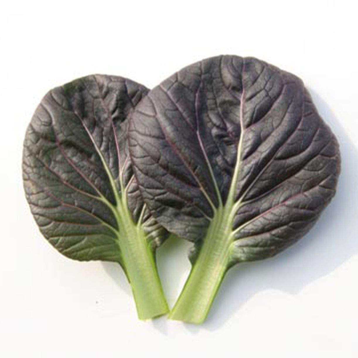 Cabbage Seeds - Pak Choi - Red Tatsoi - Hybrid -1 Oz ~5600 Seeds - Non-GMO, F1 Hybrid - Asian Garden Vegetable