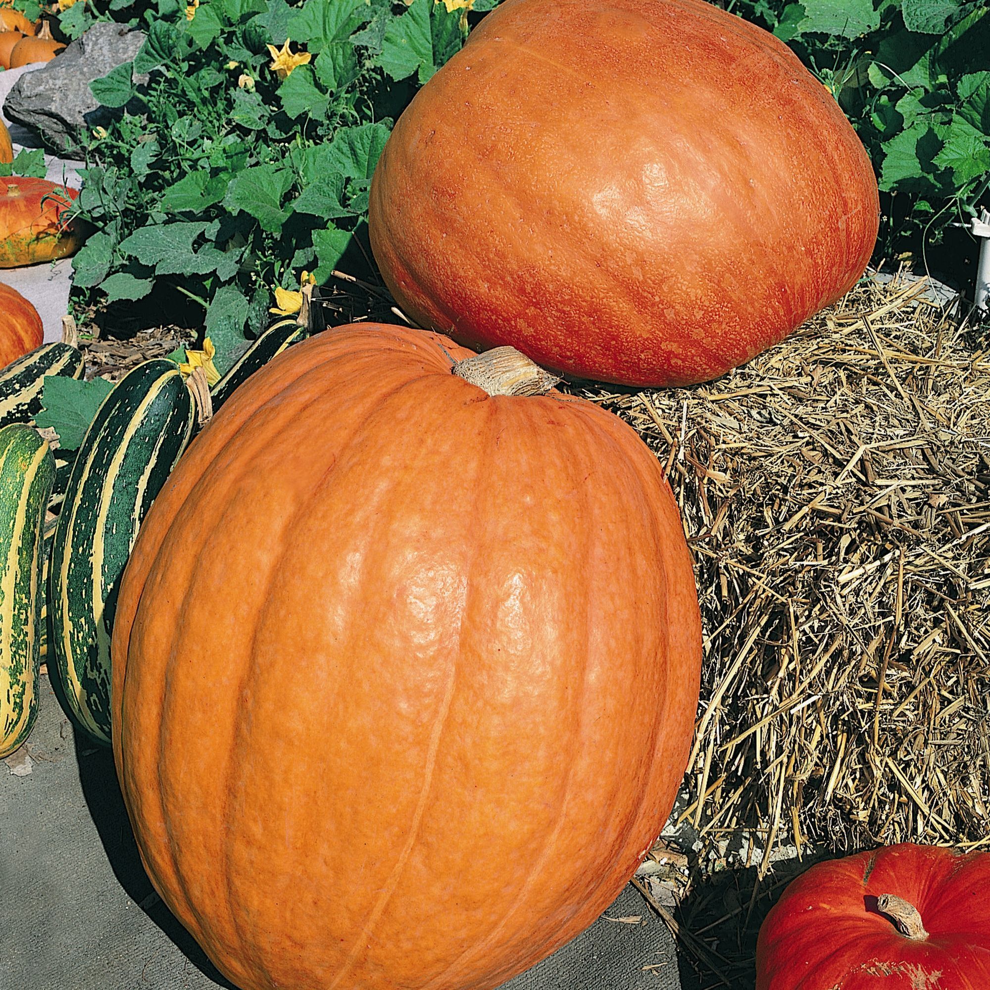 First Prize F1 Hybrid Pumpkin Seeds - 4 Oz - Vegetable Gardening