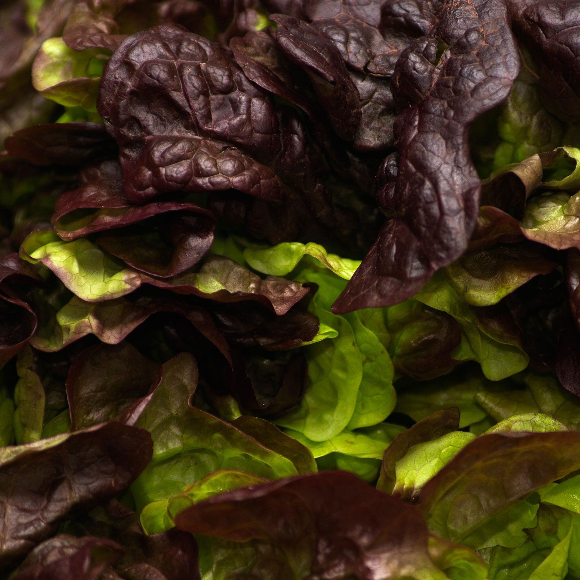 Lettuce Seeds - Butterhead - Burgundy Boston - .25 Oz ~6,250 - Garden Vegetable - Non-GMO, Heirloom