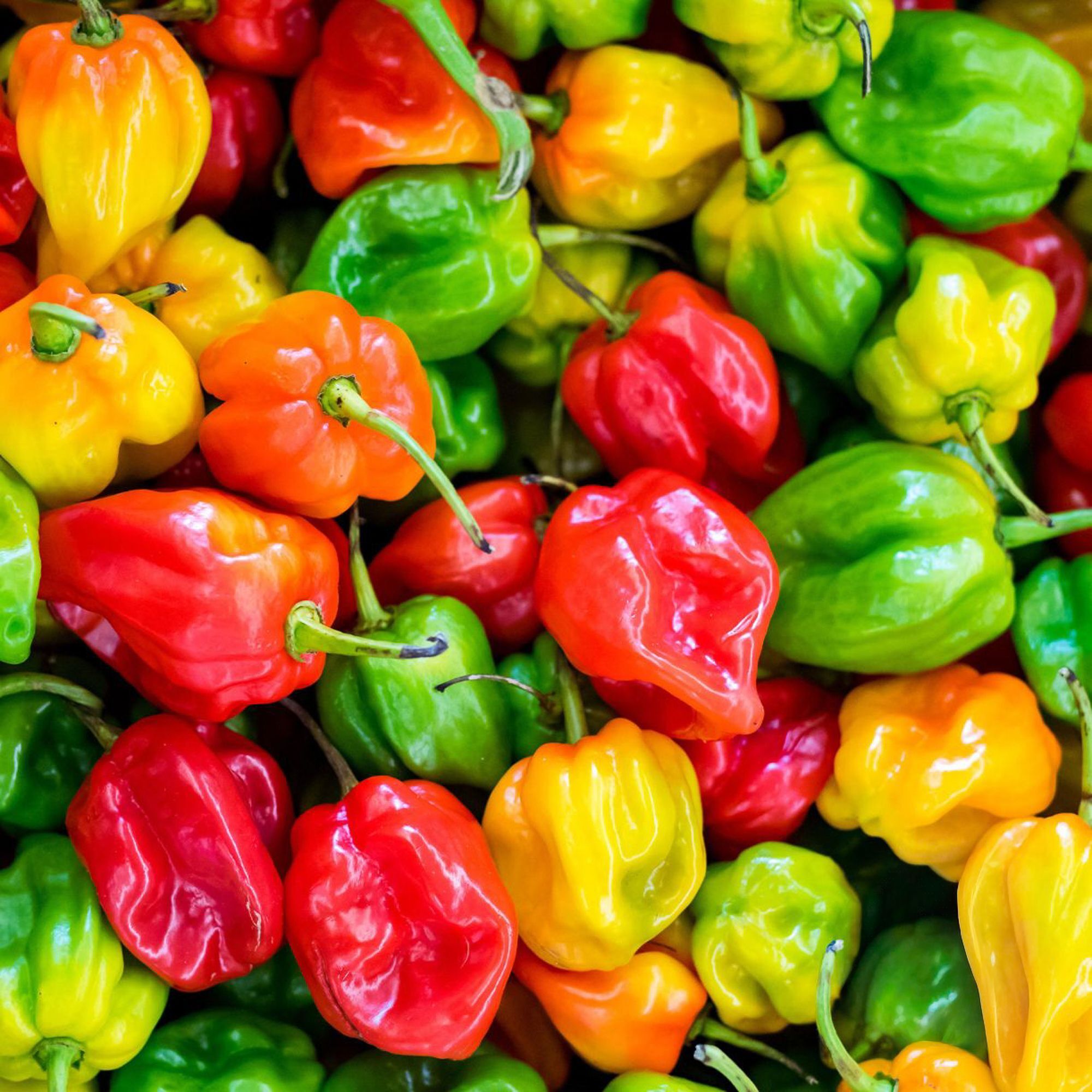 Pepper Seeds - Hot - Habanero Blend 250mg Packet ~ Seeds - NON-GMO - Annual - Heirloom Capsicum chinense Farm & Gardening Seeds