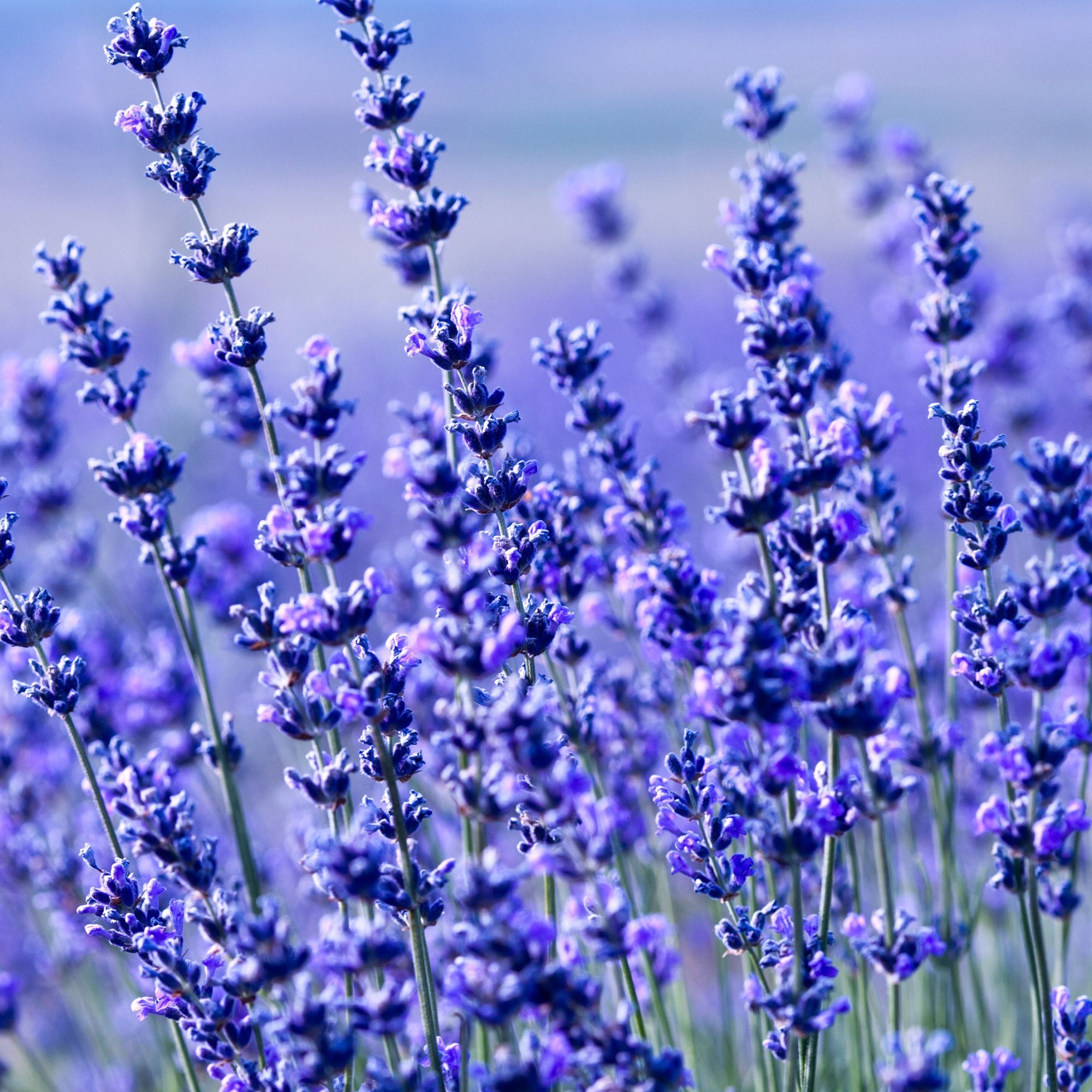 Hidcote Blue Lavender - 100 Seed Packet - Herb & Flower Garden - Buy Non-GMO Lavandula angustifolia Farm & Gardening Seeds Onlin