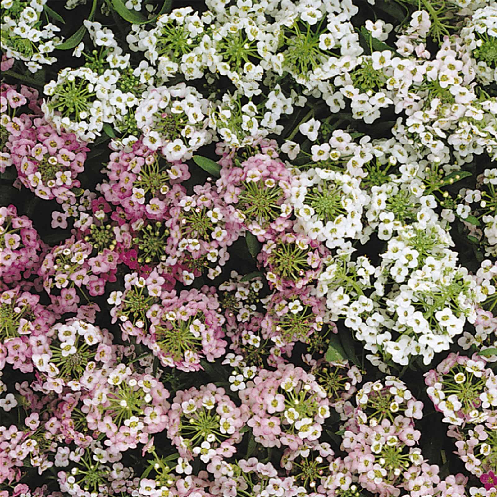 Seeds: Alyssum Easter Bonnet Flower -1000 pellets-Easter Basket Mix - Buy Non-GMO Lobularia maritima Farm & Gardening Seeds Onli