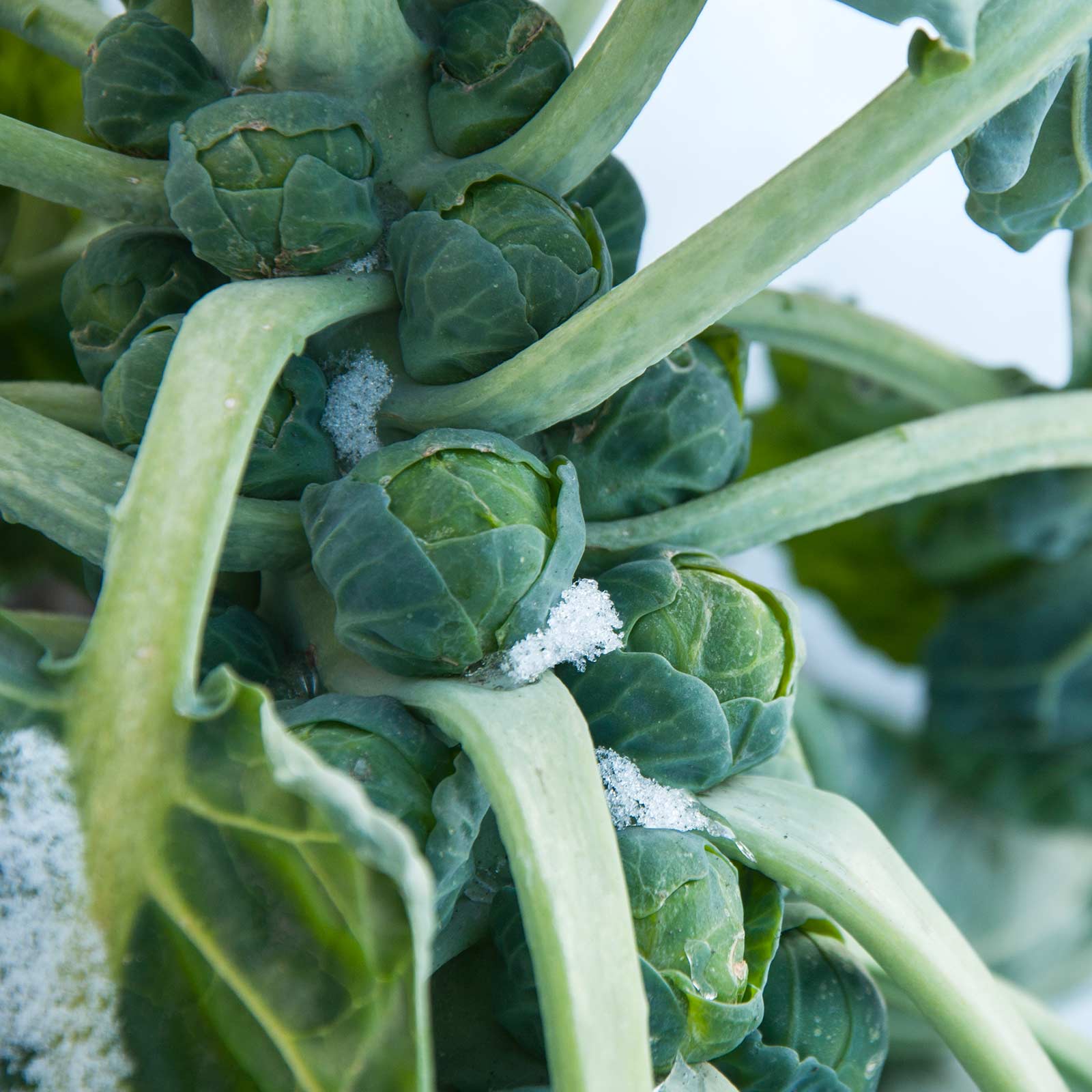 Seeds: Long Island Improved Brussel Sprouts Garden-25 Lb -Microgreens - Buy Non-GMO Brassica oleracea var. gemmifera Farm & Gard