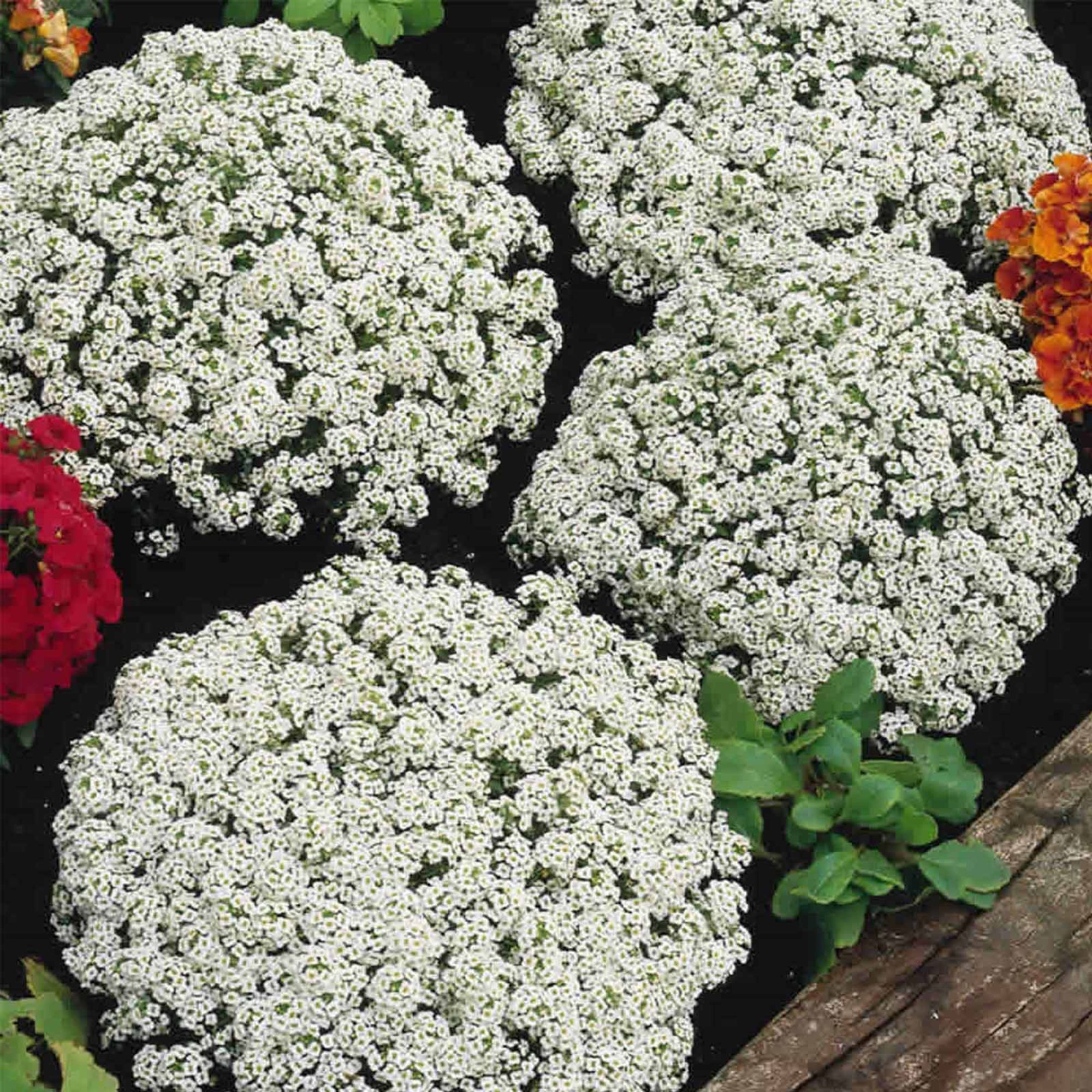 Alyssum - Snow Crystals - Pelleted - 1000 Seeds - Buy Non-GMO Lobularia maritima Farm & Gardening Seeds Online - Bulk Available