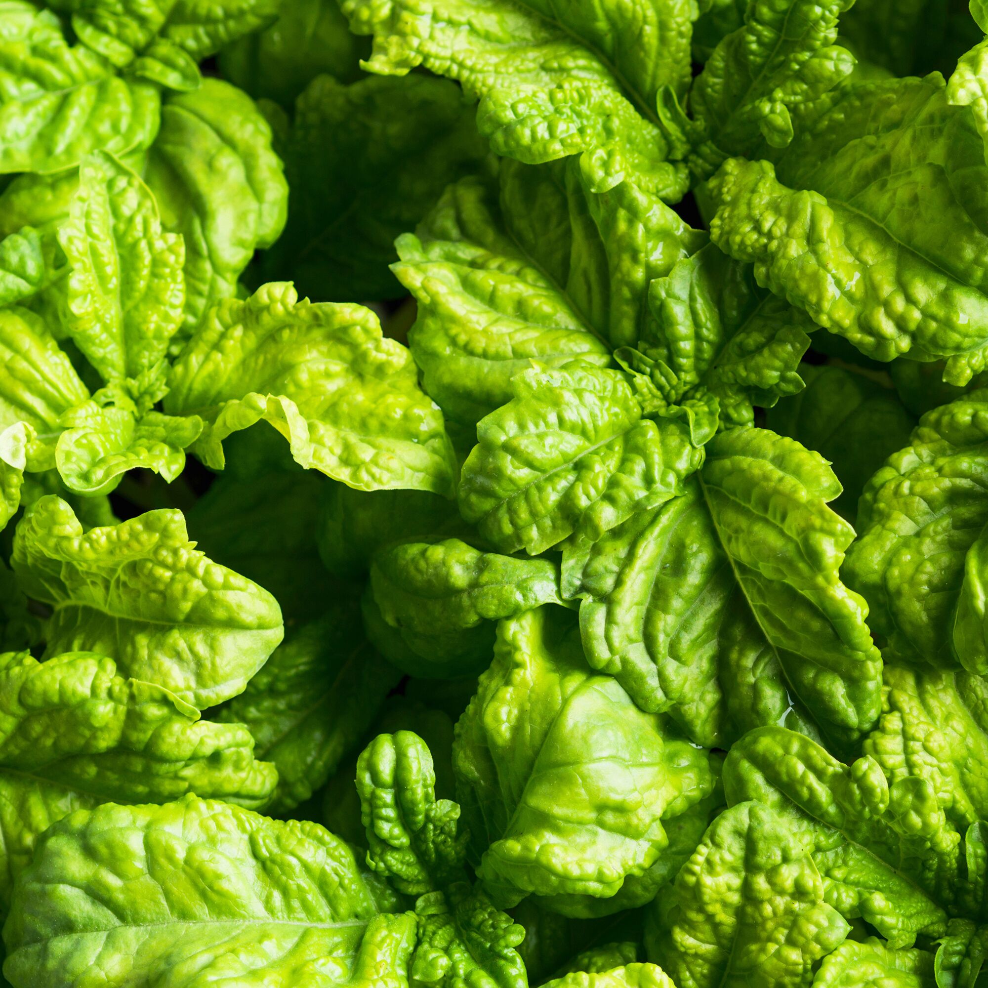 Basil - Mammoth - 1 oz - Buy Non-GMO Ocimum basilicum Farm & Gardening Seeds Online - Bulk Available - High Germination - Herb -