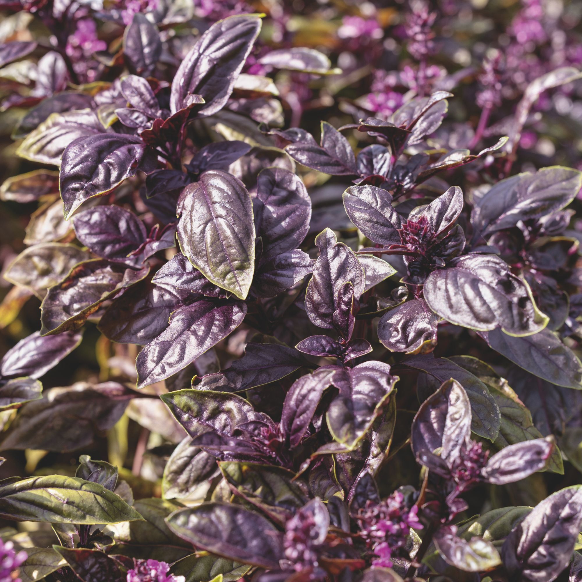 Basil - Ravenna - 4 oz - Seeds - Ocimum basilicum- Buy Non-GMO - Bulk Farm, Fresh Market, Garden Seeds Online - Bulk Available -