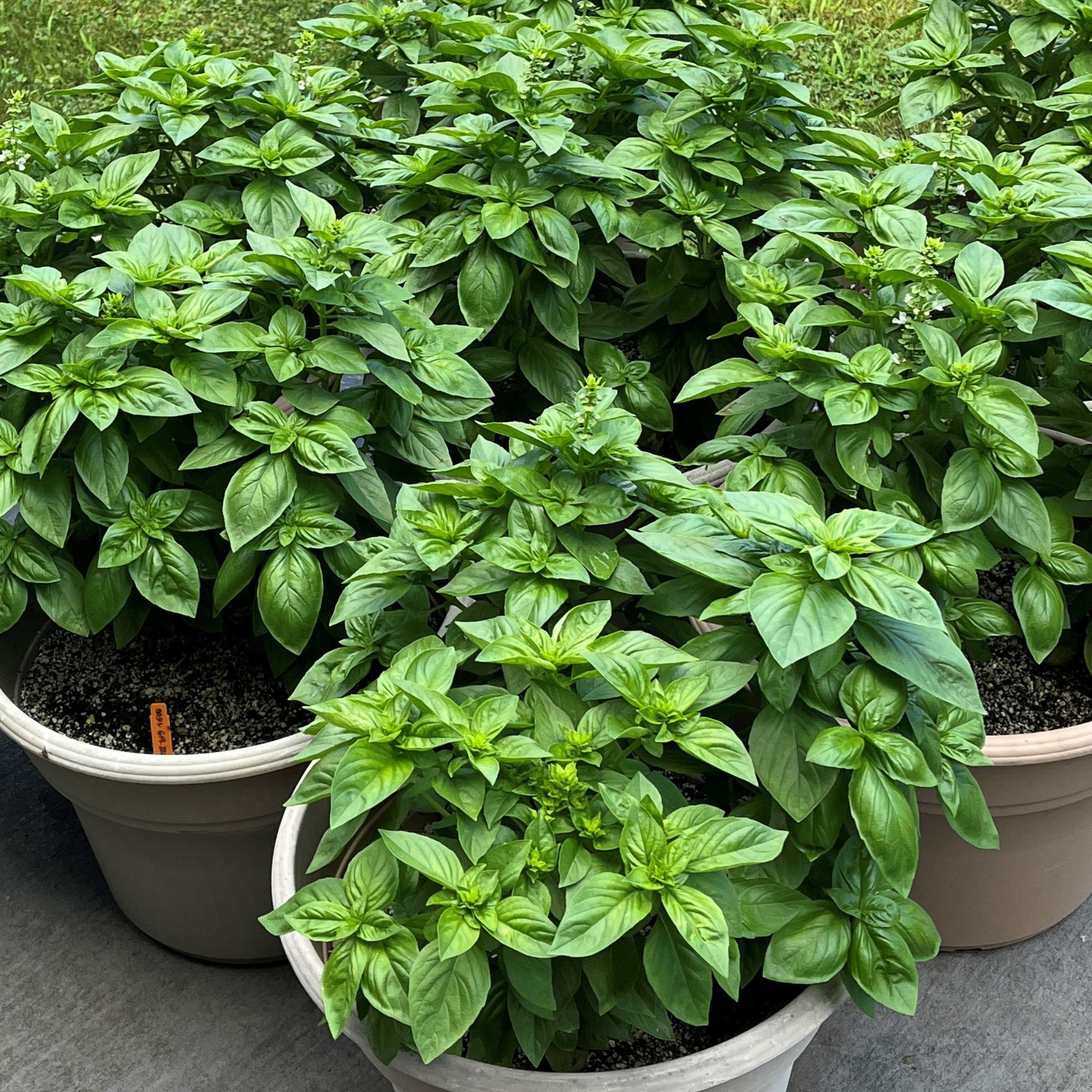 Basil - Venice - 4 oz - Ocimum basilicum - Buy Non-GMO Herb Seeds - Bulk Farm, Fresh Market, Garden Seeds Online - Bulk Availabl