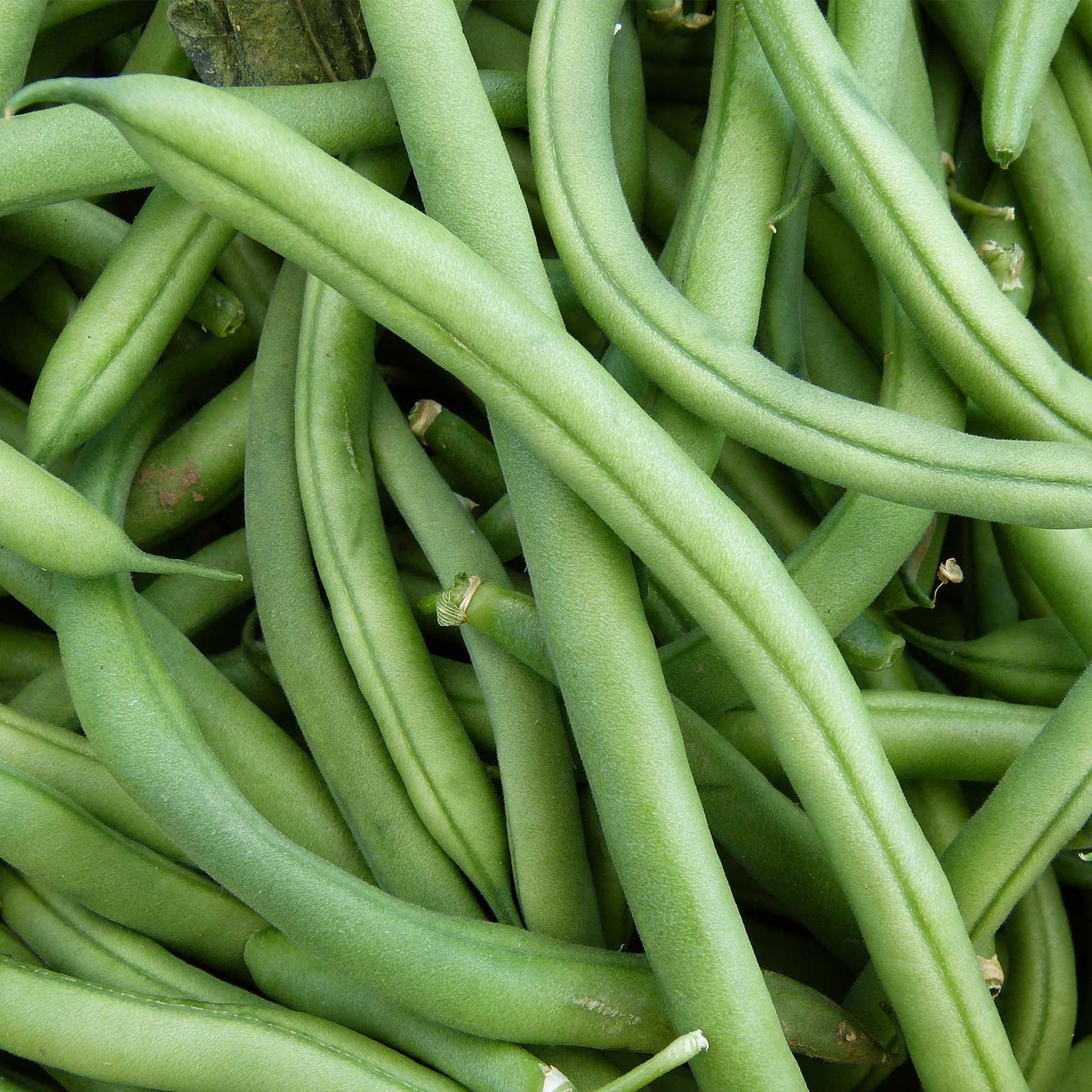 Bean - Pole - Blue Lake FM1K (Organic) - 5 lb - Seeds - Phaseolus vulgaris - Buy Non-GMO - Bulk Farm and Garden Seeds Online - B