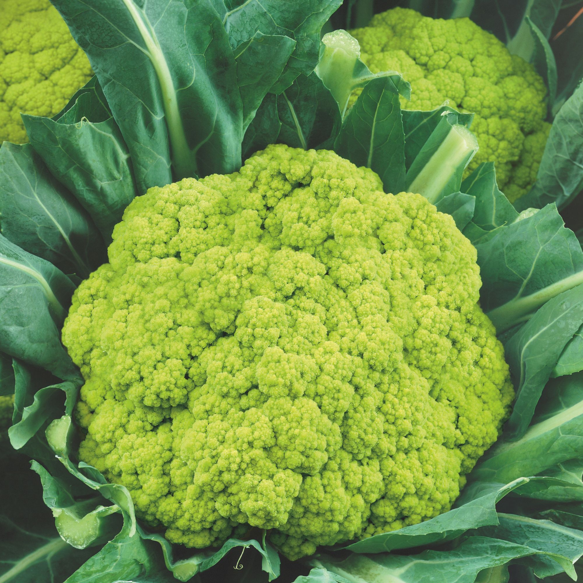 Cauliflower - Green Macerata - 4 oz - Brassica oleracea - Buy Non-GMO - Bulk Farm, Market, Garden Seeds Online - Bulk Available