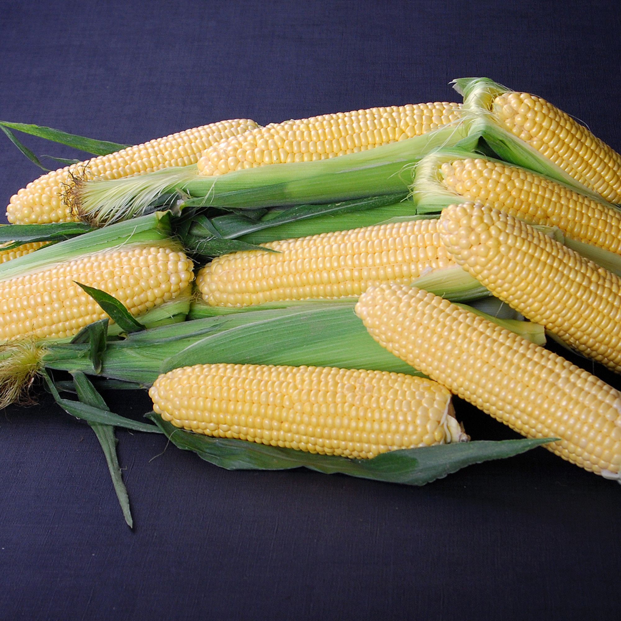 Corn Seeds - Sweet - Golden Halo F1 Hybrid - 5000 Seeds - Non-GMO - Annual - sh2i - Farm & Gardening Seeds Online - Bulk Availab