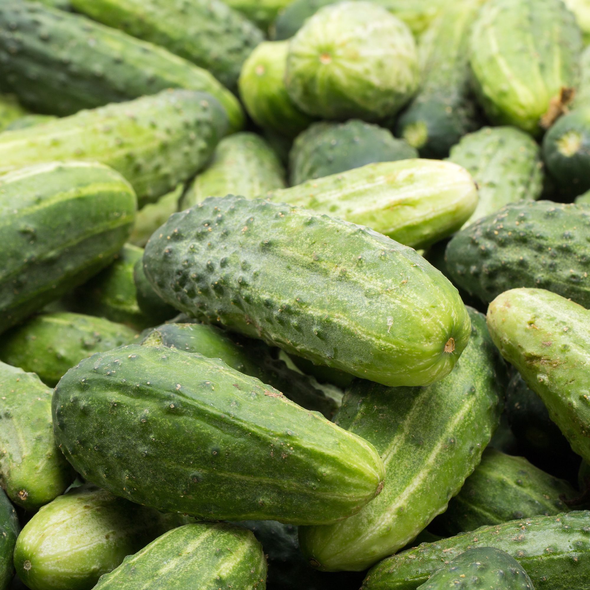 Cucumber - Garden Bush Pickle Hybrid - 4 oz - Cucumis sativus - Bulk Farm, Fresh Market, Garden Seeds Online - Bulk Available -