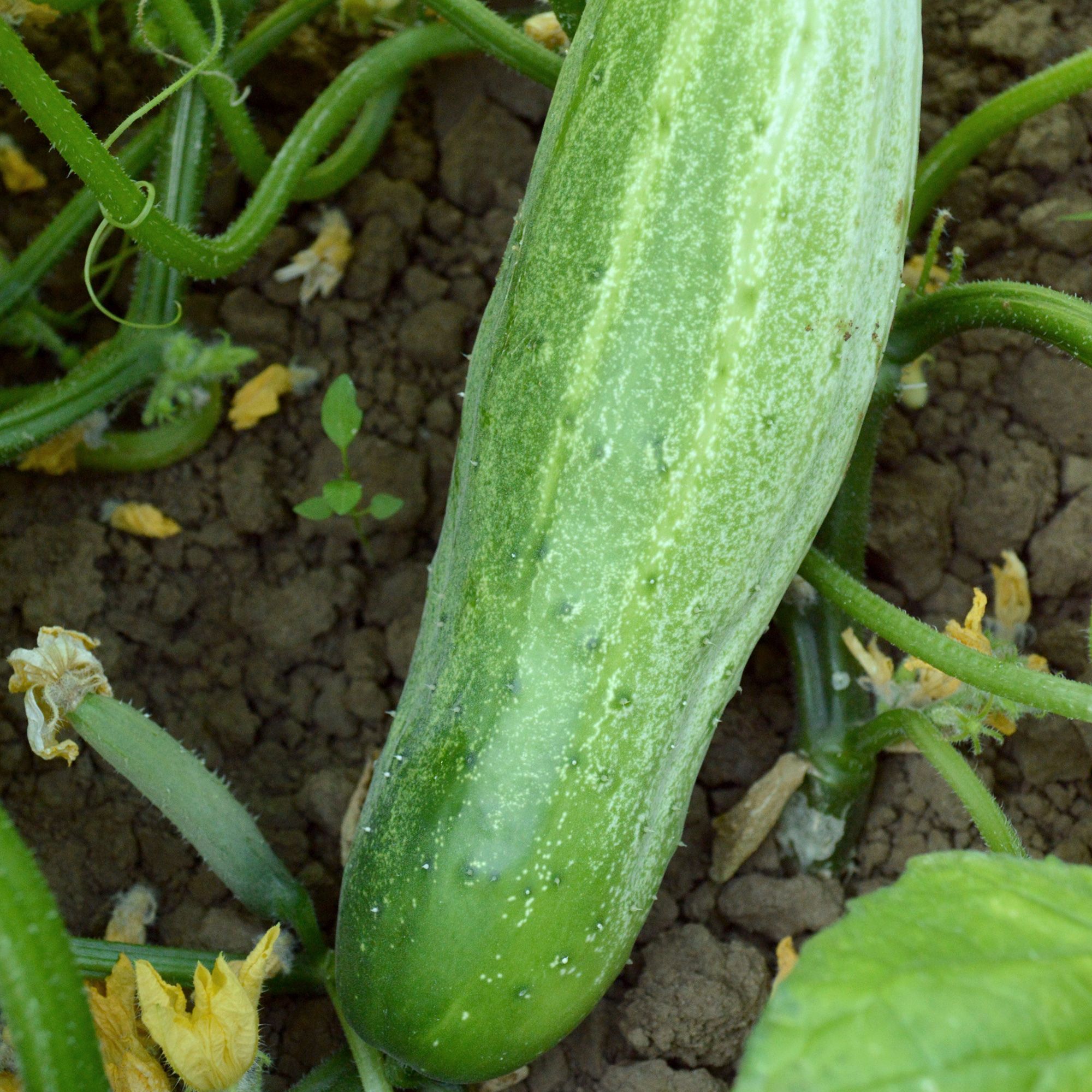 Cucumber - Garden Bush Slicer Hybrid - 3 g - Cucumis sativus - Bulk Farm, Fresh Market, Garden Seeds Online - Bulk Available - H