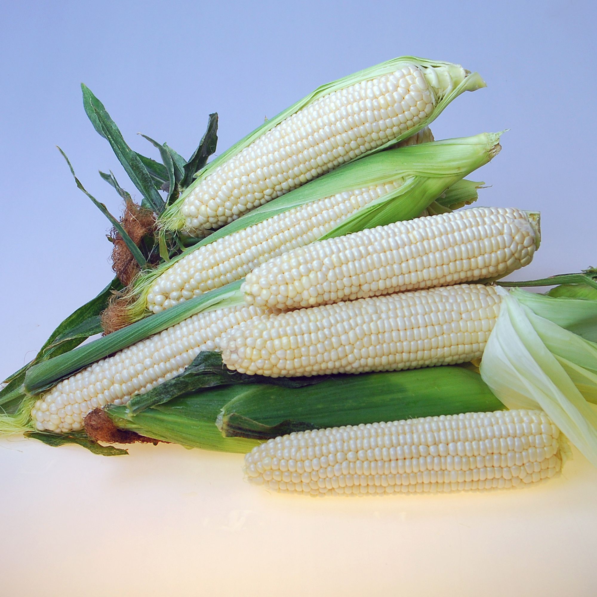 Eden RMN F1 Hybrid Sweet Corn Seeds - 5000 Seeds - Non-GMO - Annual - sh2i - Farm & Gardening Seeds Online - Bulk Available - Hi