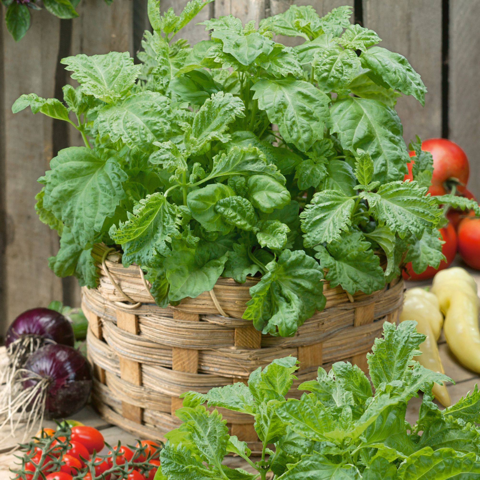 Herb, Basil - Salerno - 4 oz - Seeds - Ocimum basilicum- Buy Non-GMO - Bulk Farm, Market, and Garden Seeds Online - Bulk Availab