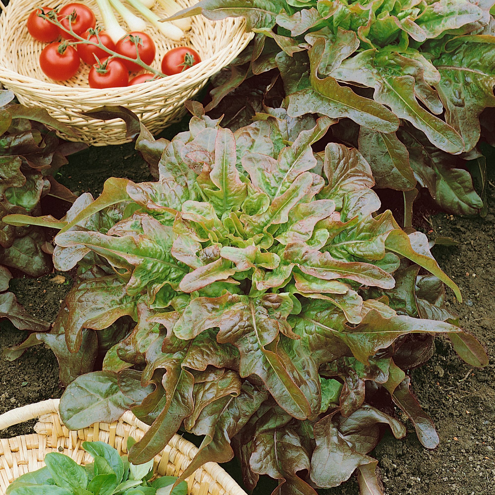 Lettuce - Bronze Arrow - 1 g - Seeds - Lactuca sativa- Buy Non-GMO - Bulk Farm, Market, and Garden Seeds Online - Bulk Available
