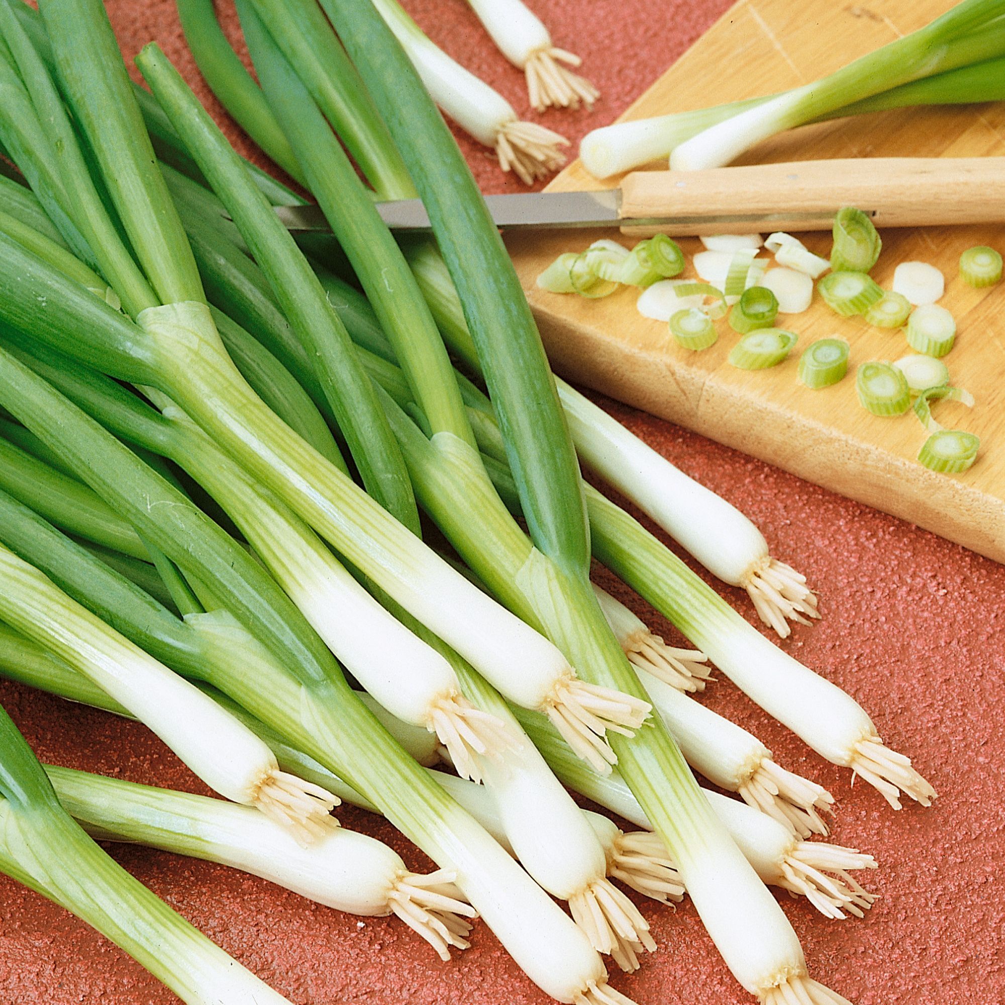 Onion - Bunching - Warrior - 1 g - Seeds - Allium fistulosum - Buy Non-GMO - Bulk Farm, Garden Seeds Online - Bulk Available - H