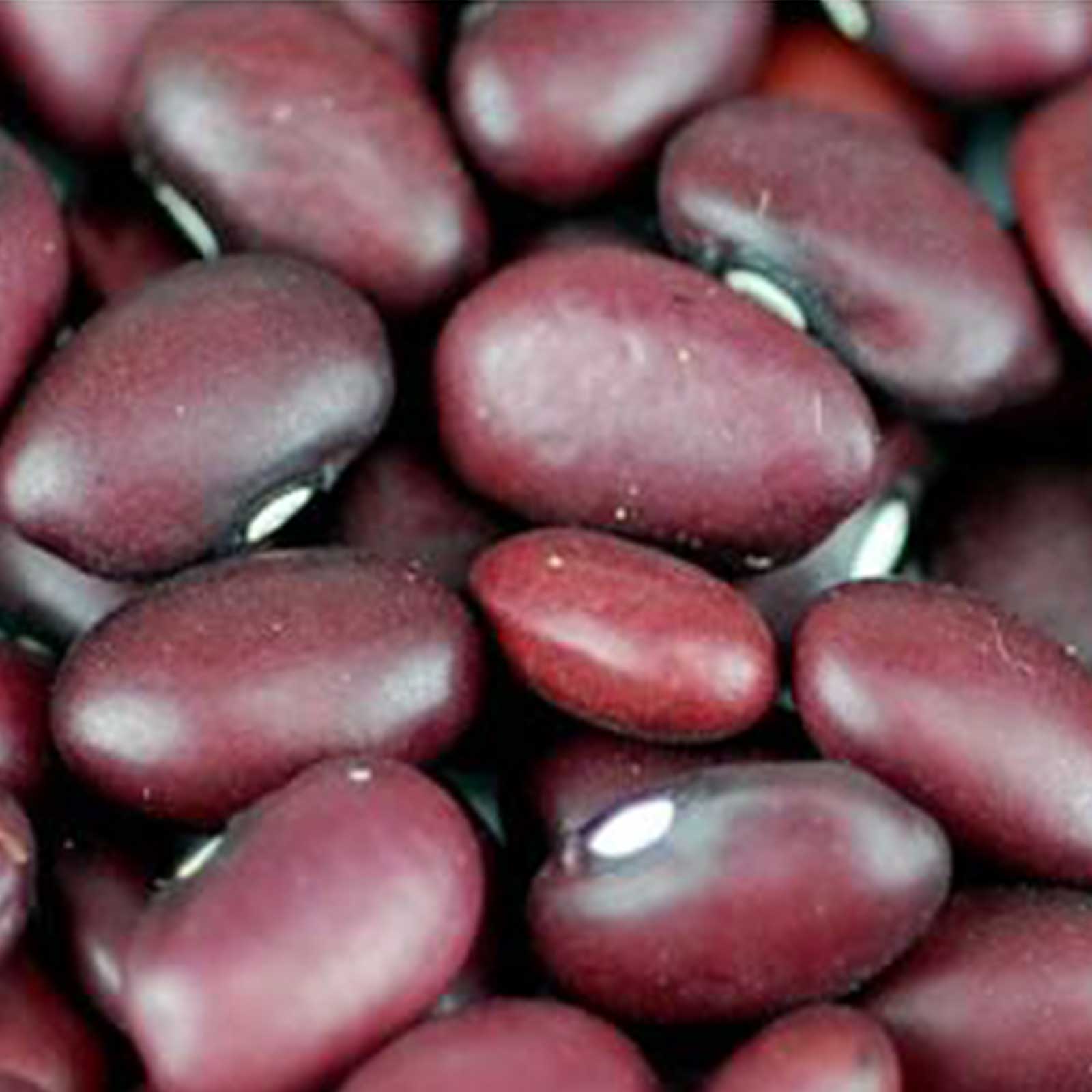 Organic Red Chili Beans -1 Lb-Recipes, Cooking, Emergency Food Storage - Buy Non-GMO Phaseolus vulgaris Farm & Gardening Seeds O