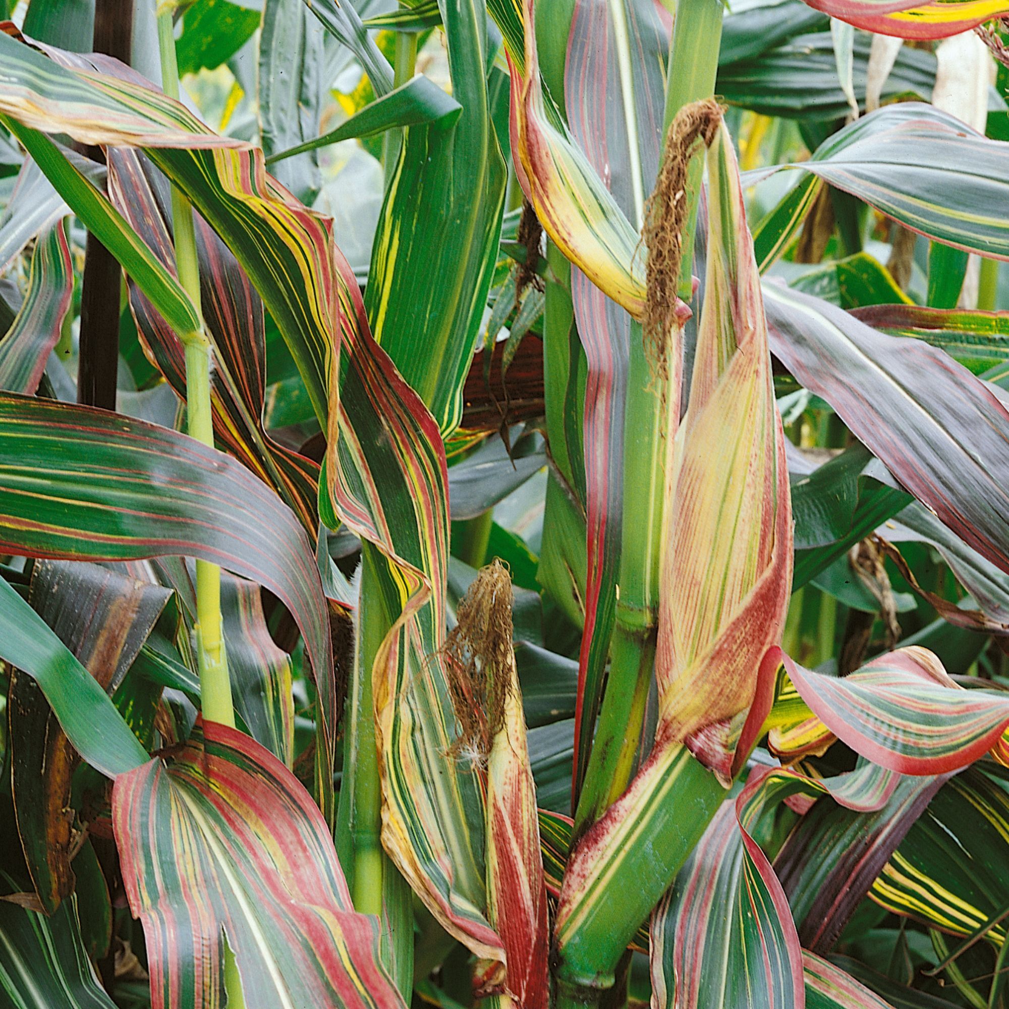 Ornamental Corn - Japonica Striped Maize - 4 oz - Seeds - Zea mays - Buy Non-GMO - Bulk Farm, Garden Seeds Online - Bulk Availab