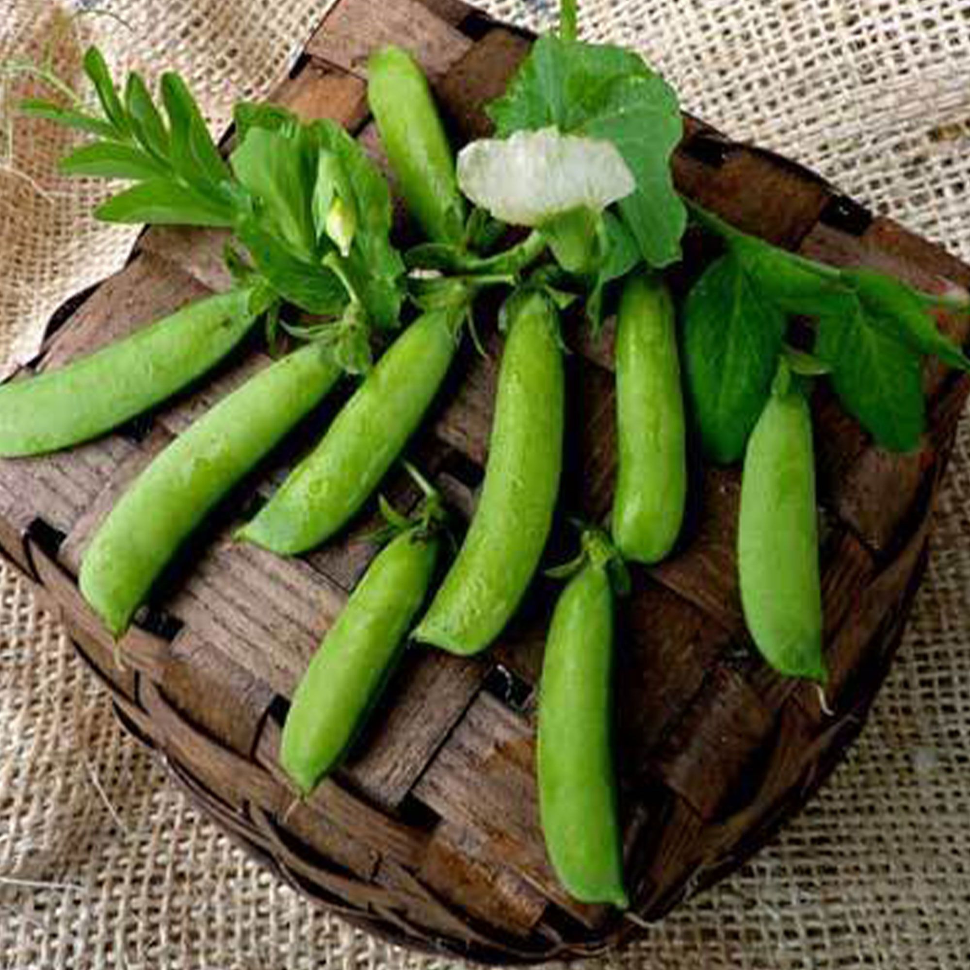 Pea, Snap - Sugar Ann (Organic) - 4 oz - Seeds - Pisum sativum - Buy Non-GMO - Bulk Farm, Market, Garden Seeds Online - Bulk Ava