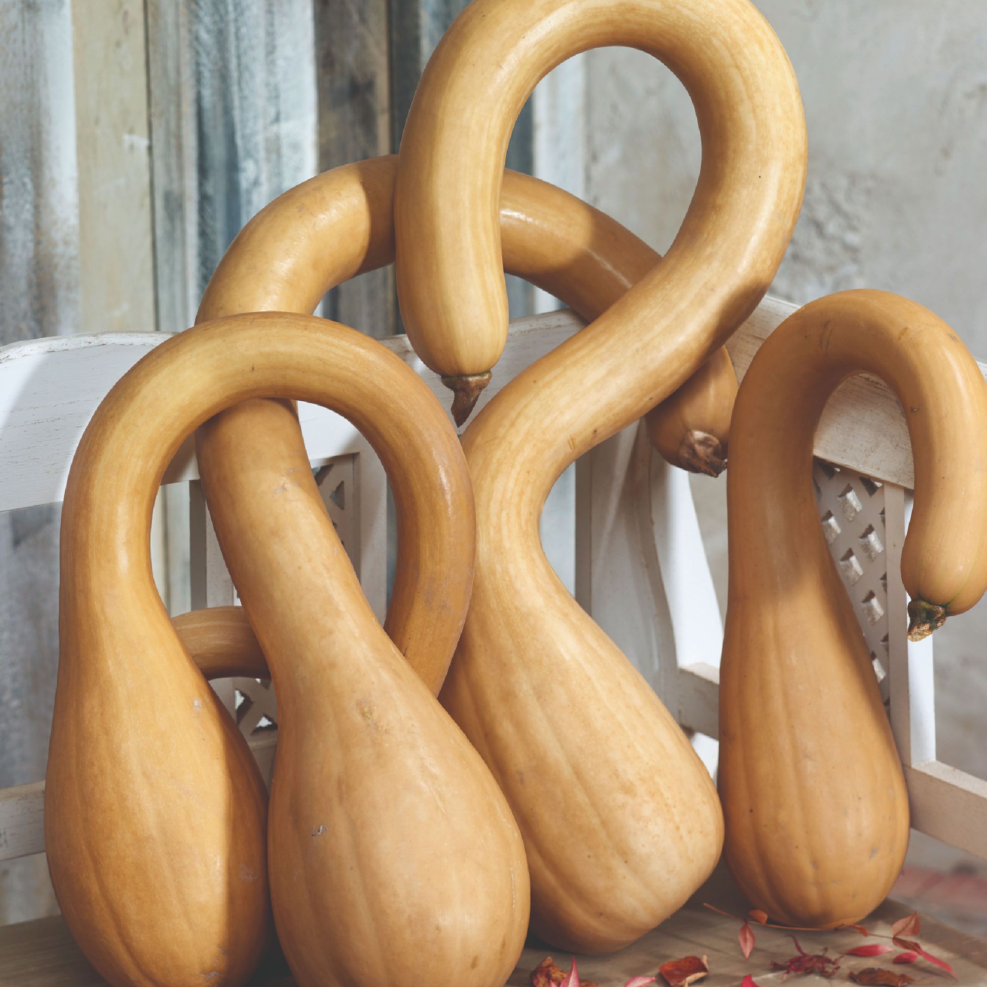 Pumpkin - Neck Pumpkin - 4 g - Cucurbita moschata - Non GMO - Bulk Farm, Fresh Market, Garden Seeds Online - Bulk Available - Hi