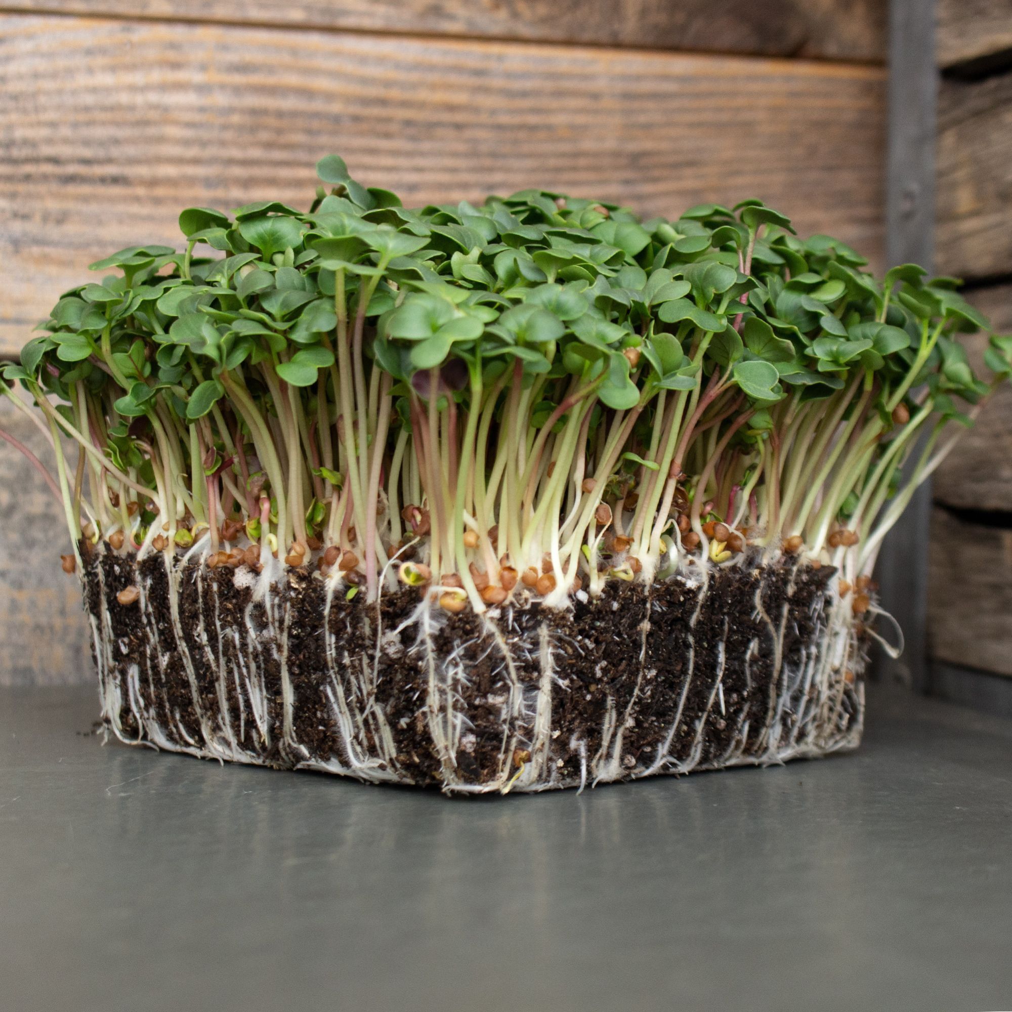 Radish - Long Scarlet Cincinnati Organic - 4 oz - Raphanus sativus - Non GMO - Bulk Farm, Garden Seeds Online - Bulk Available -