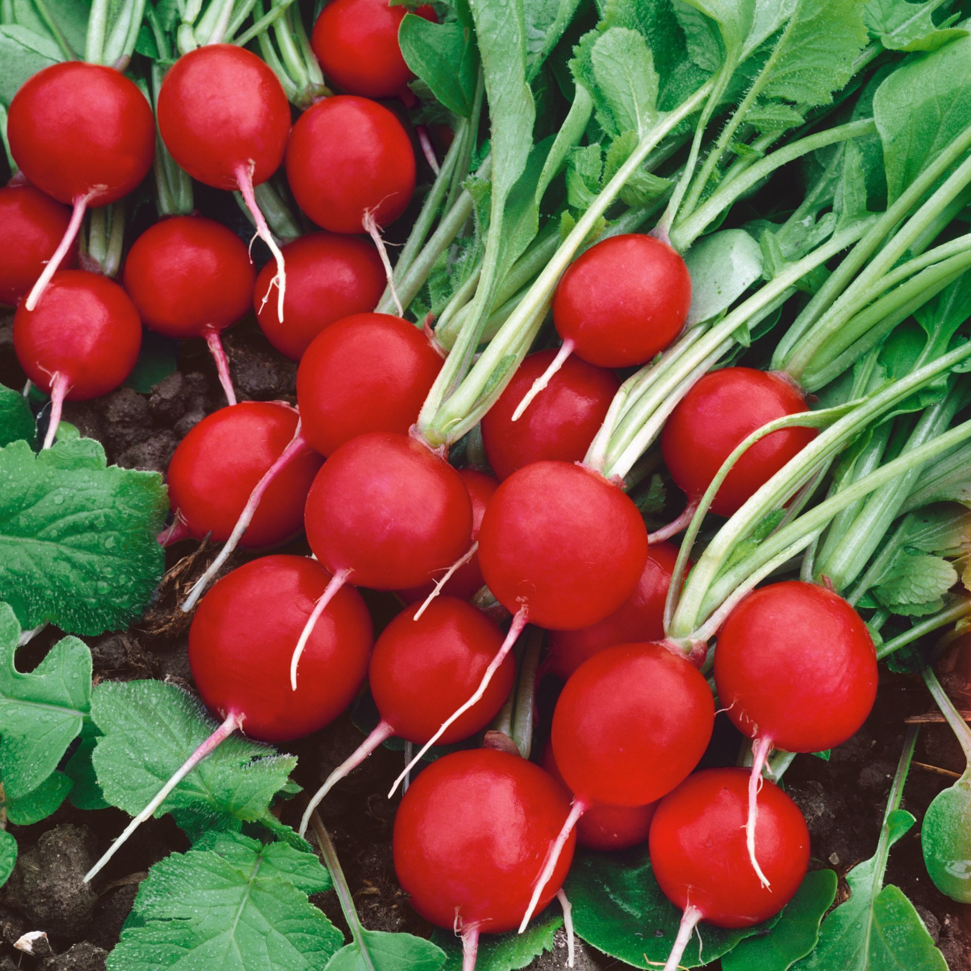 Radish - Rudolph (Organic) - 25 lb - Seeds - Raphanus sativus - Buy Non-GMO - Bulk Farm and Garden Seeds Online - Bulk Available