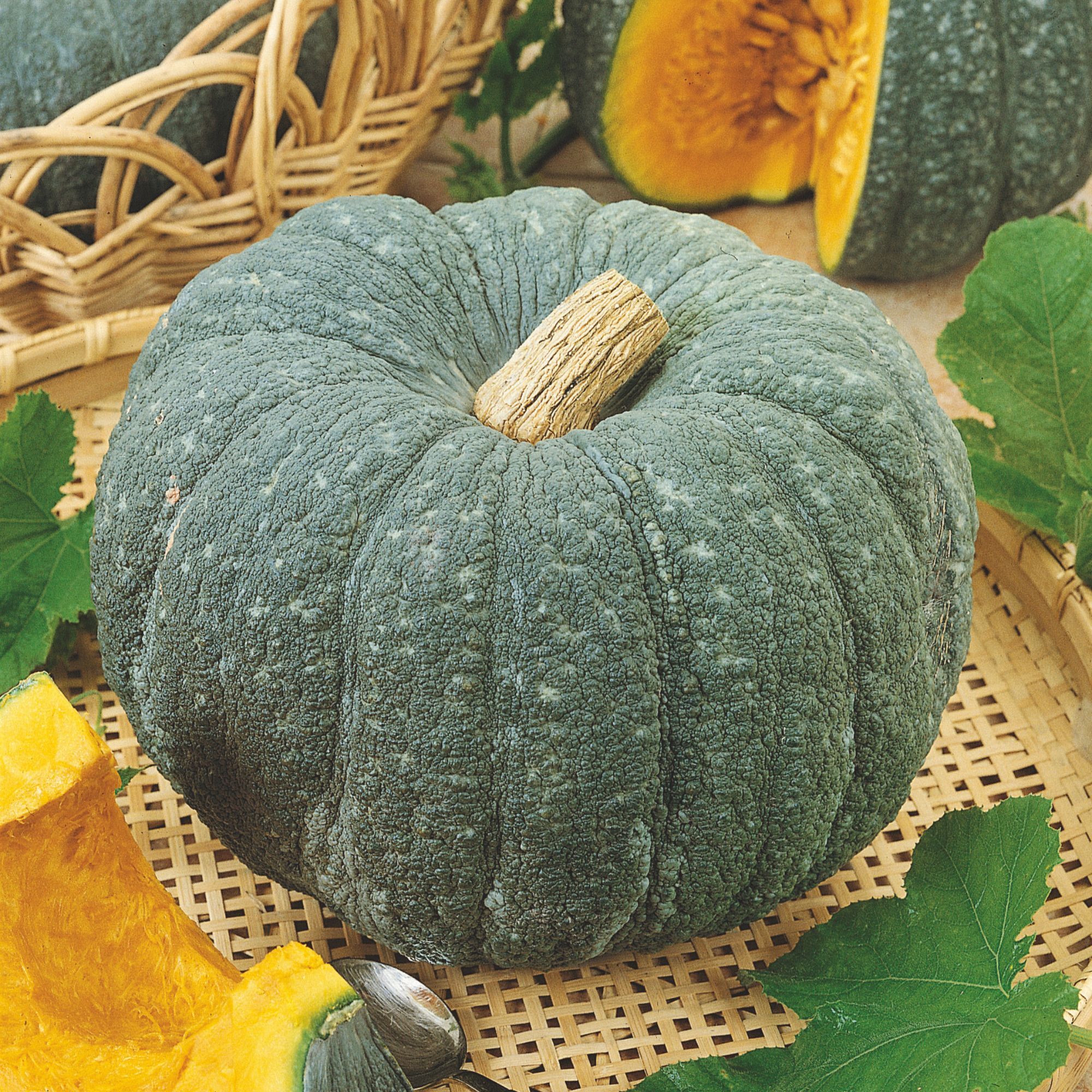 Squash - Winter - Steel Blue F1 Hybrid - 4 oz - Seeds - Cucurbita maxima- Buy Non-GMO - Bulk Farm, Market, and Garden Seeds Onli