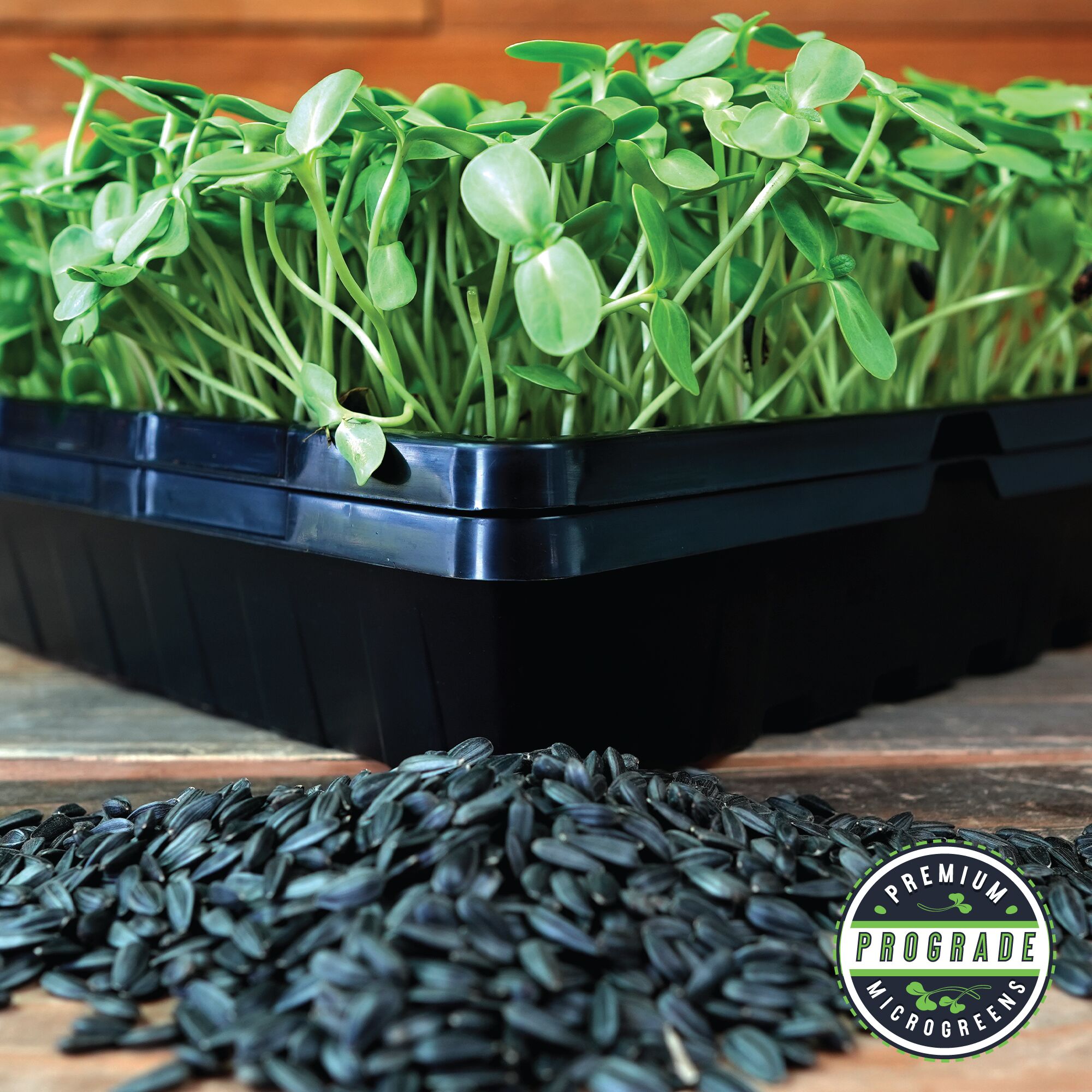 Sunflower Seeds - Black Oil - ProGrade Microgreens Organic - 25 lb - Helianthus annuus - Buy Non-GMO Bulk Farm & Market Seeds On