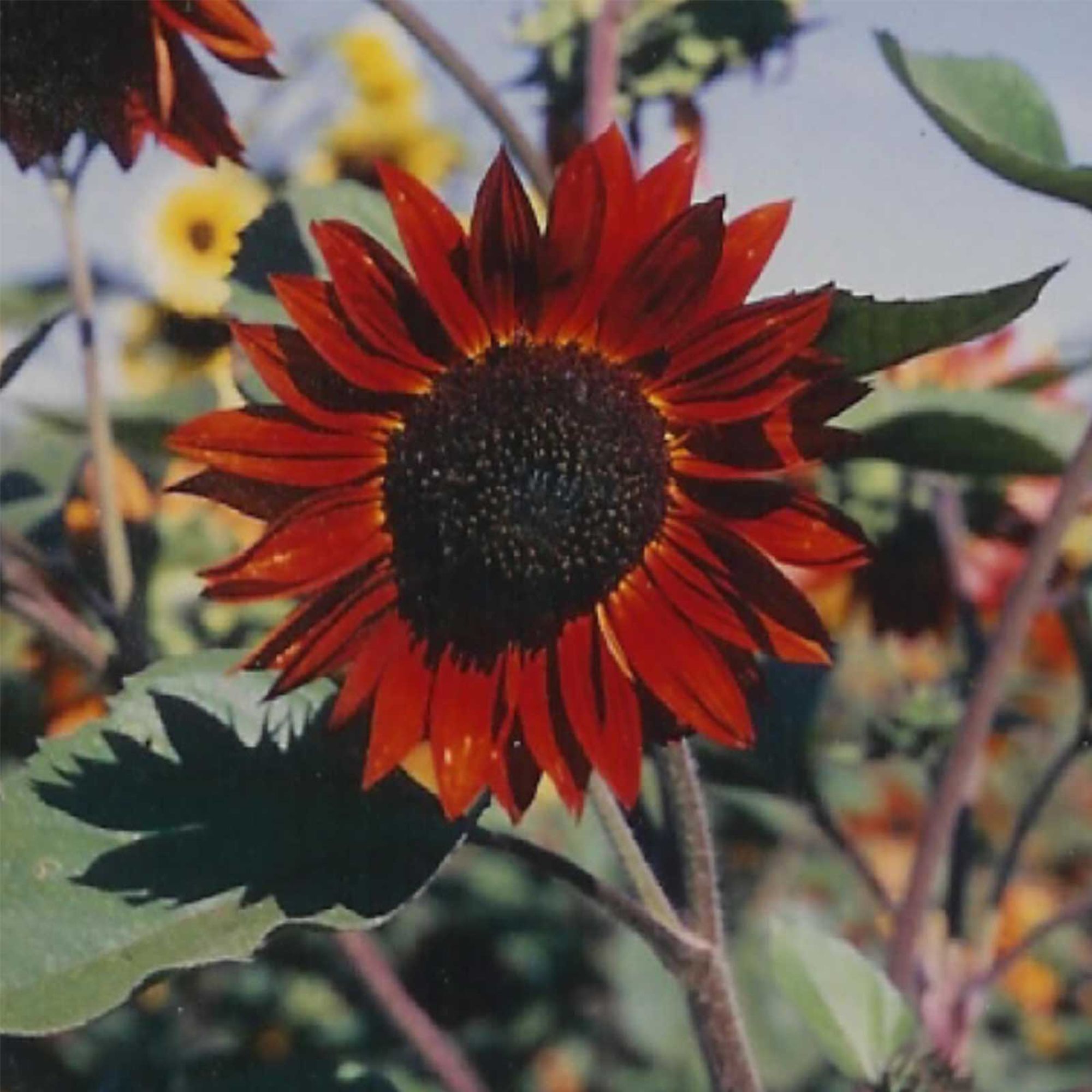Sunflower Seeds - Velvet Queen - (Organic) 4 g - Non-GMO - Open Pollinated - Organic - Ornamental - Annual - Heirloom - Farm & G