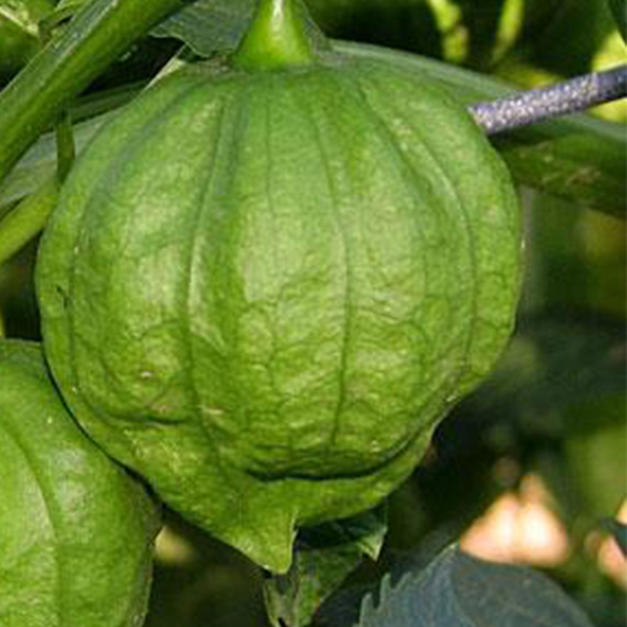 Tomatillo Seeds - Toma Verde (Organic) - 500 mg - Seeds - Physalis ixocarpa - Buy Non-GMO - Bulk Farm, Market, Garden Seeds Onli
