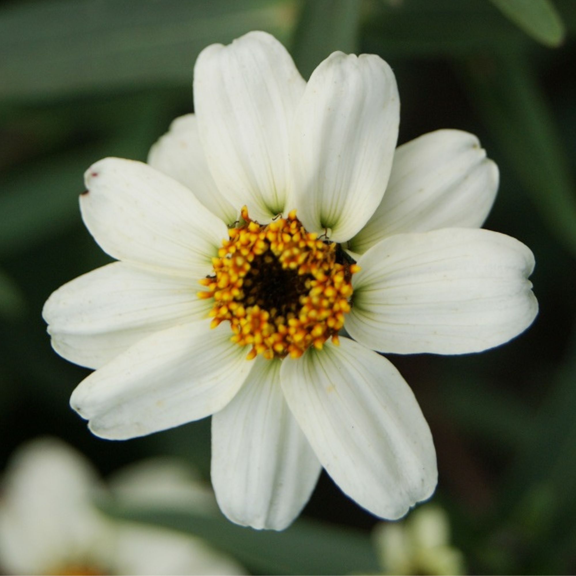 Zinnia - Star Series - White - 10 Seeds - Zinnia angustifolia - Non-GMO - Annual - Heirloom - Farm & Gardening Seeds Online - Bu