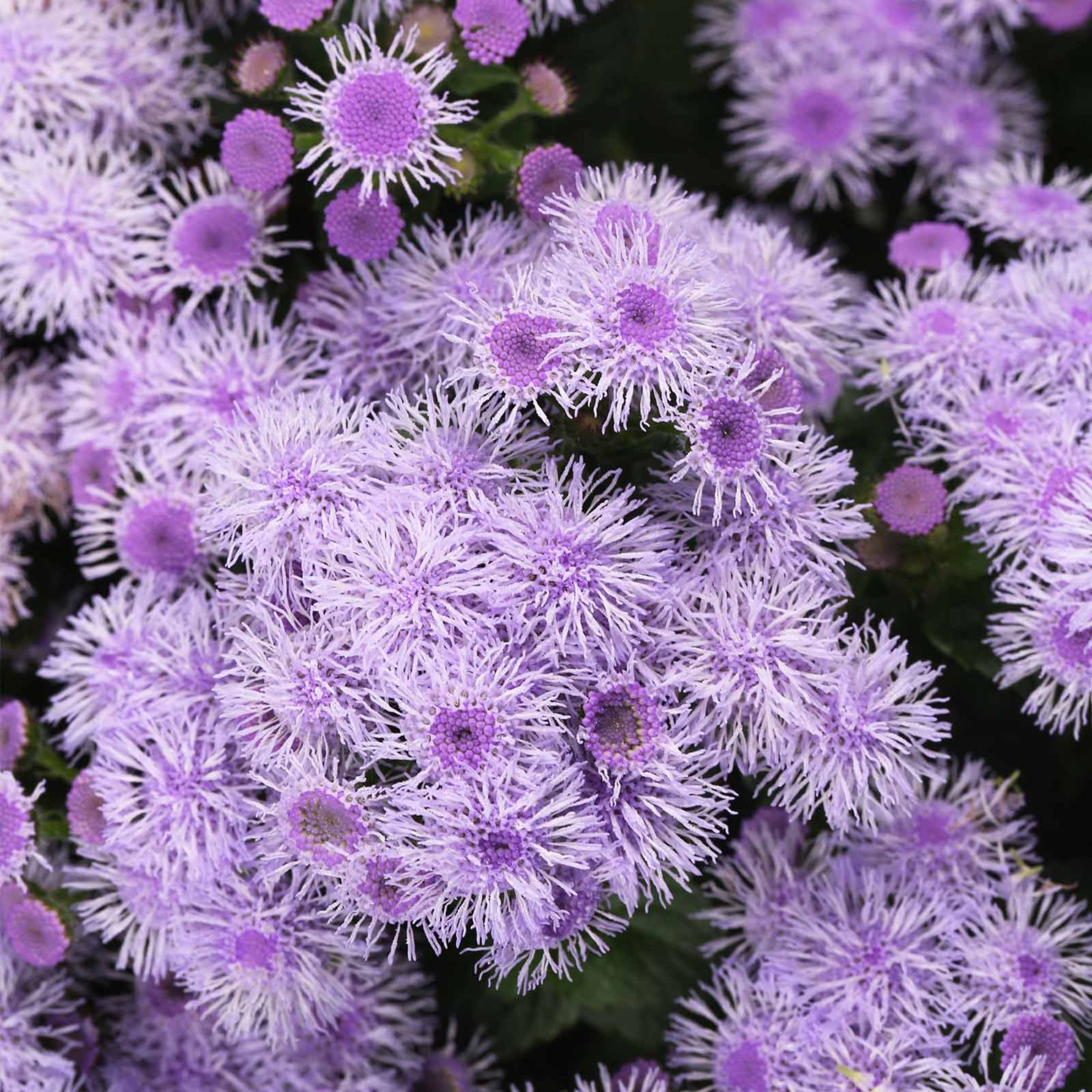 Ageratum Blue Horizon - 1000 Seeds - Buy Non-GMO - Ageratum houstonianum - Gardening Seeds Online - Bedding Plant - Bulk Availab