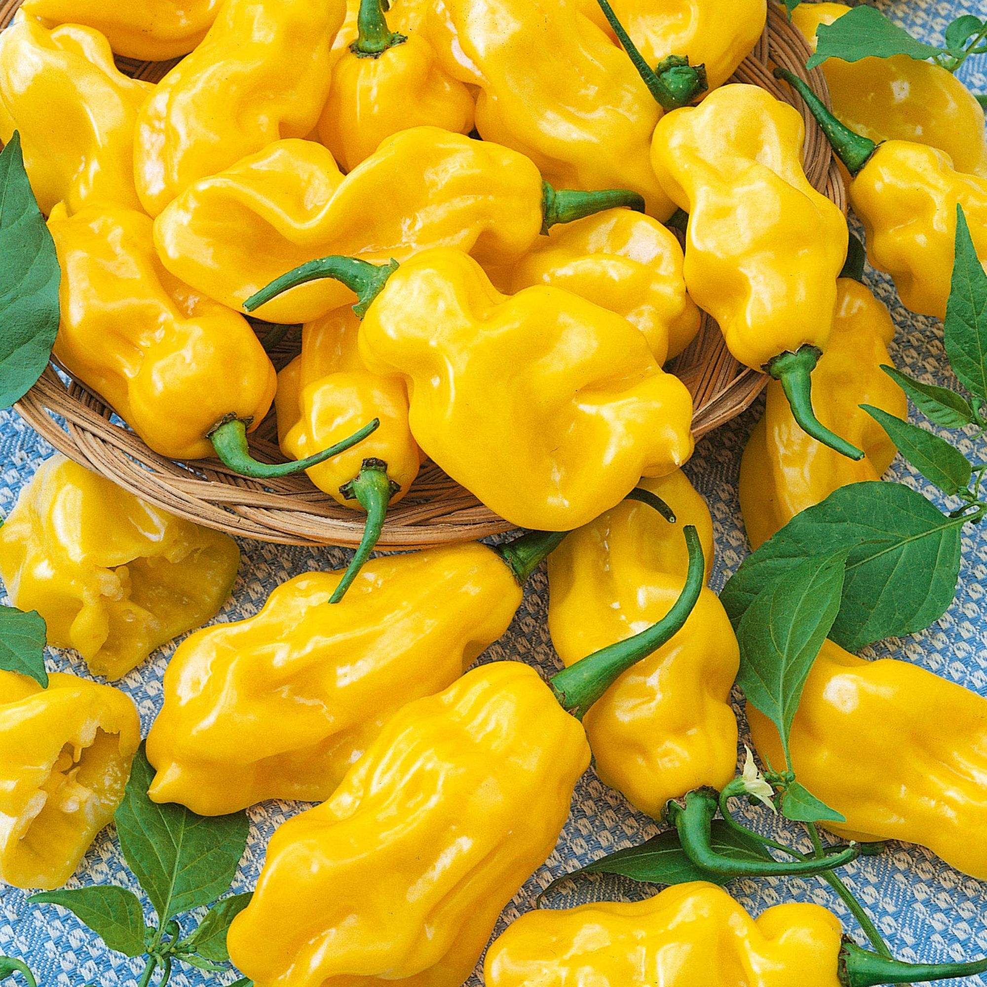 Pepper - Hot - Habanero Fatalli - 1 oz - Capsicum chinense - Non GMO - Bulk Farm, Market, Garden Seeds Online - Bulk Available -
