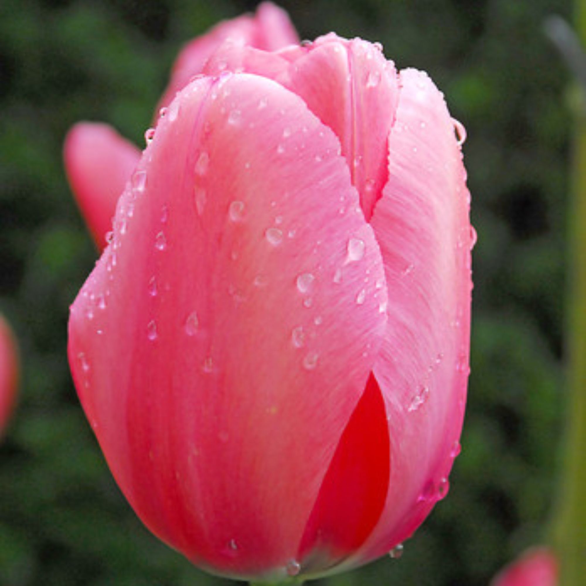 Tulip Flower Bulbs - 50 Bulbs - Darwin Hybrid - Pink Impression - Tulipa gesneriana - Perennial - Flower Garden Bulb Sets - Buy